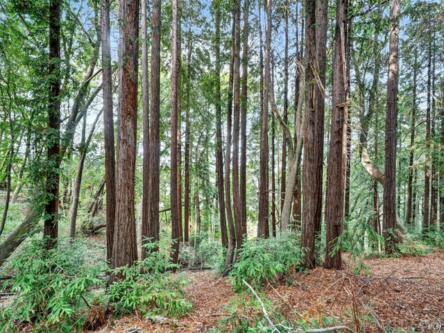 a big yard with lots of green space and trees