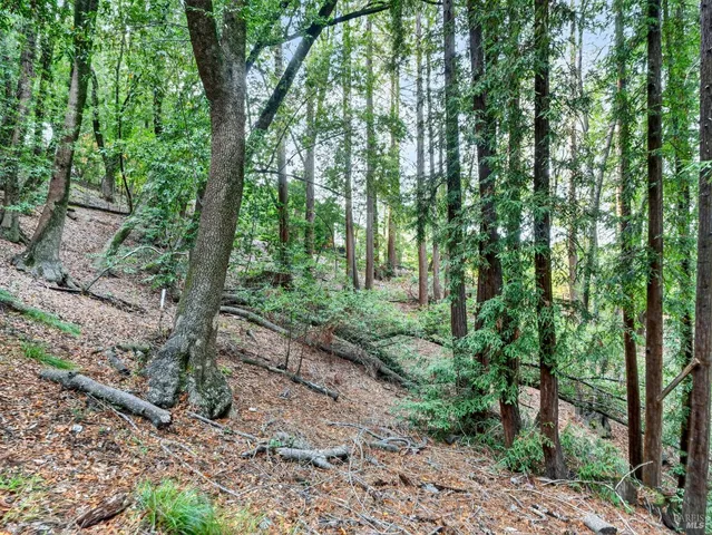 a backyard of a house with large trees and plants