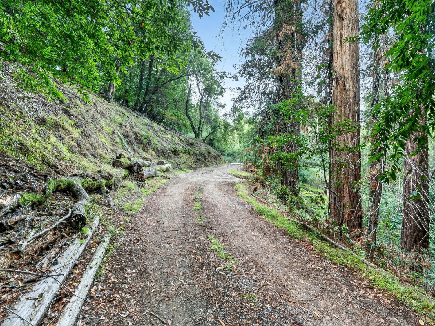31 Red Rock Way San Rafael, CA 94903 - Photo 3 of 16 a view of a yard with plants and trees