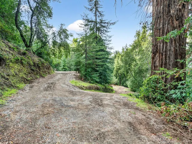 a view of a yard with plants and large trees