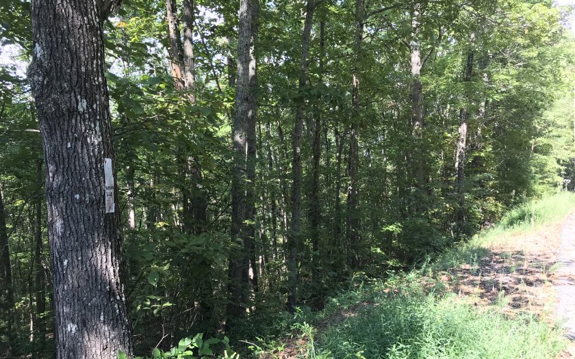 Lt131 Laurel Crossing Blue Ridge, GA 30513 - Photo 1 of 1 Main View