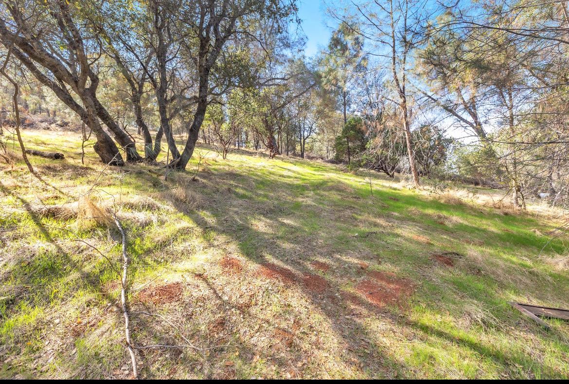 232 Pinon Drive Copperopolis, CA 95228 - Photo 5 of 7 a view of yard and trees
