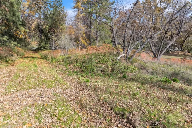 a view of a yard with trees