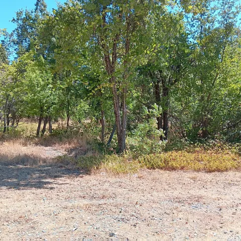 a view of a yard with a tree