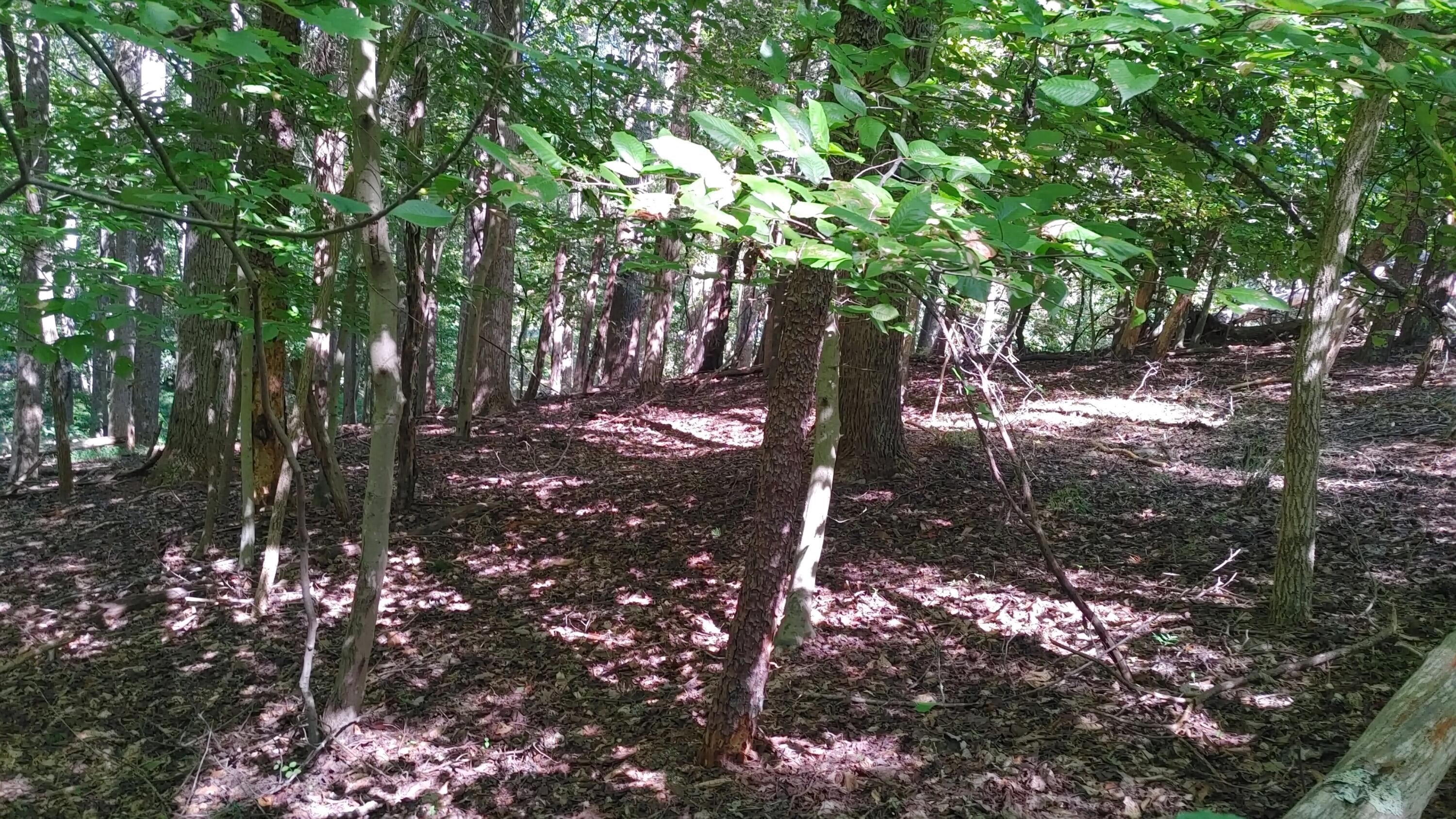 Lot 53 Ridgeway Court Moneta, VA 24121 - Photo 1 of 3 a backyard of a house with lots of green space