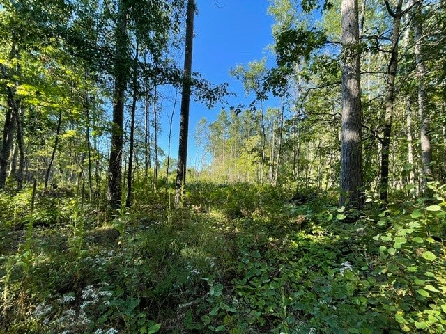 0 Mack Lake Road Trego, WI 54888 - Photo 10 of 26 Gallery Image 10