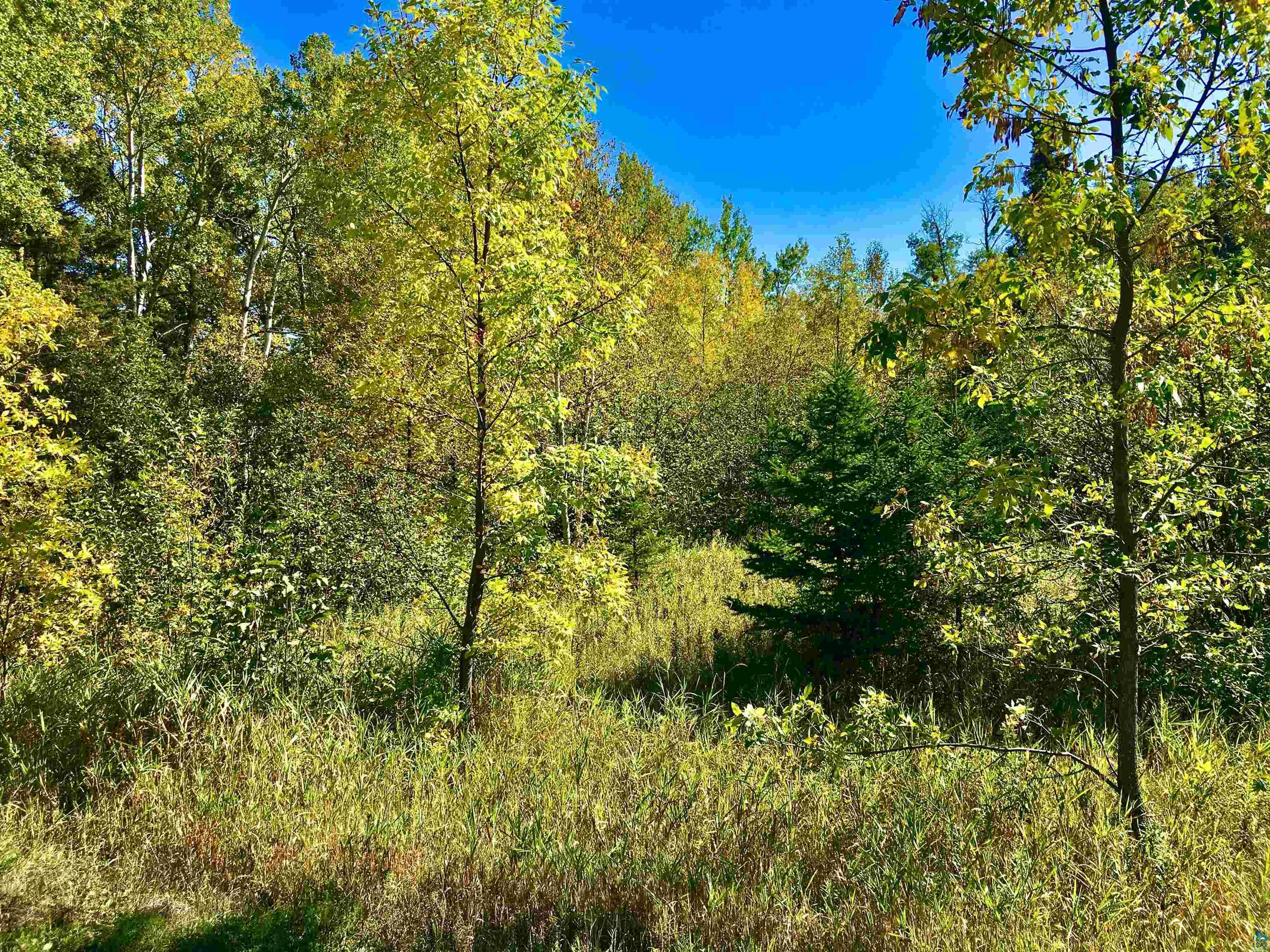 View of local wilderness