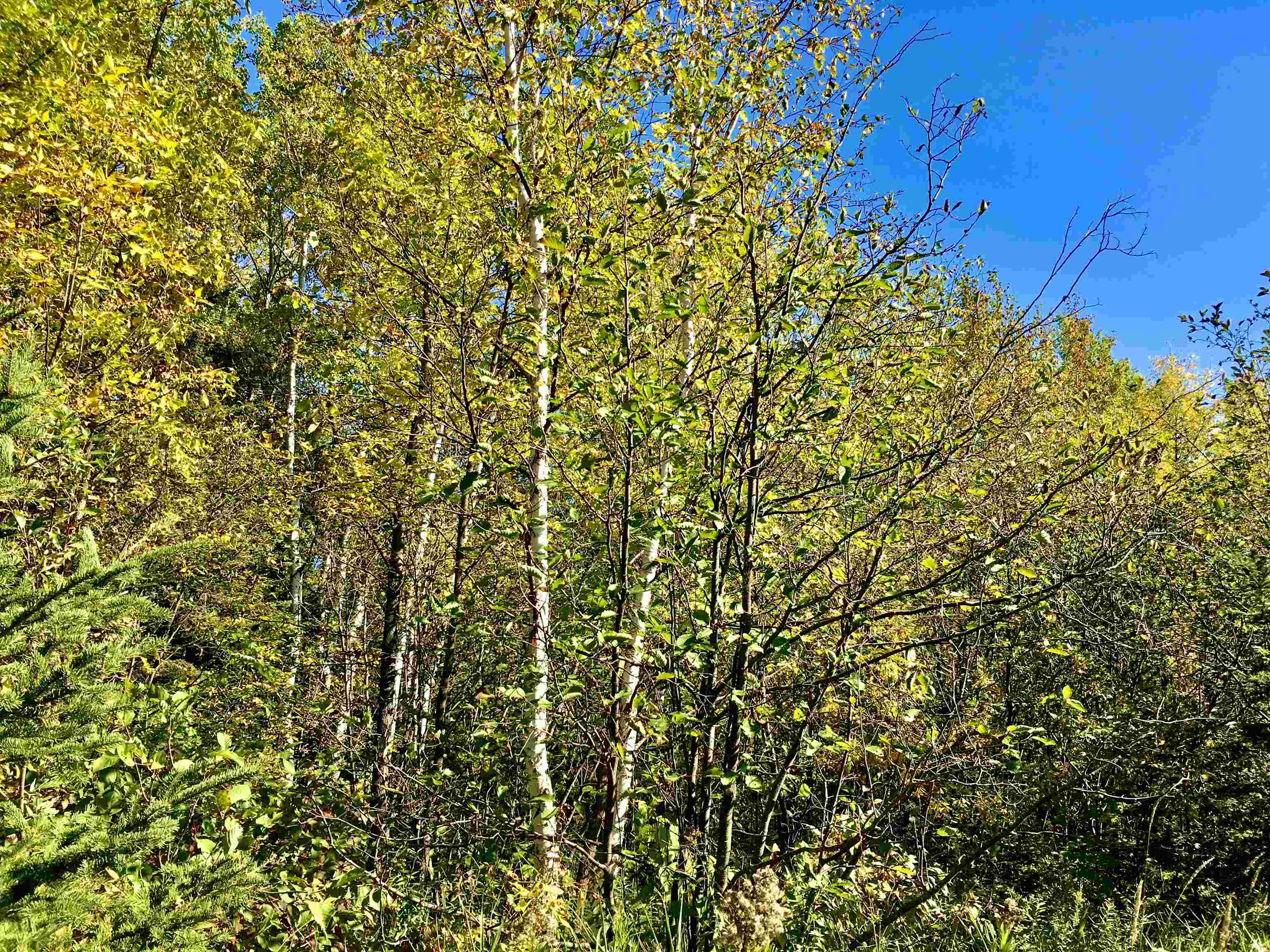 X36 Isak Ridge Lutsen, MN 55612 - Photo 2 of 9 View of nature
