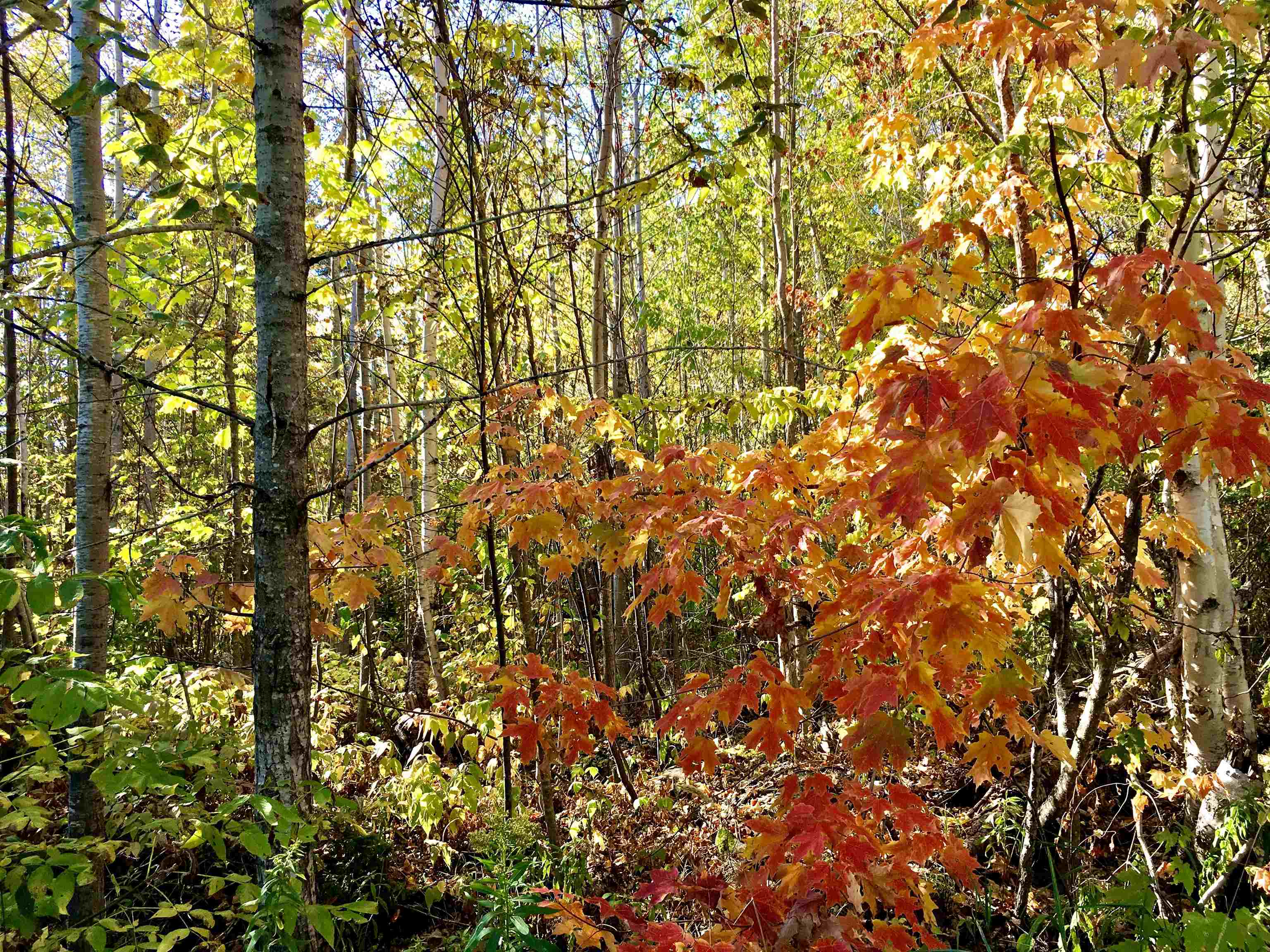 X36 Isak Ridge Lutsen, MN 55612 - Photo 4 of 9 View of local wilderness