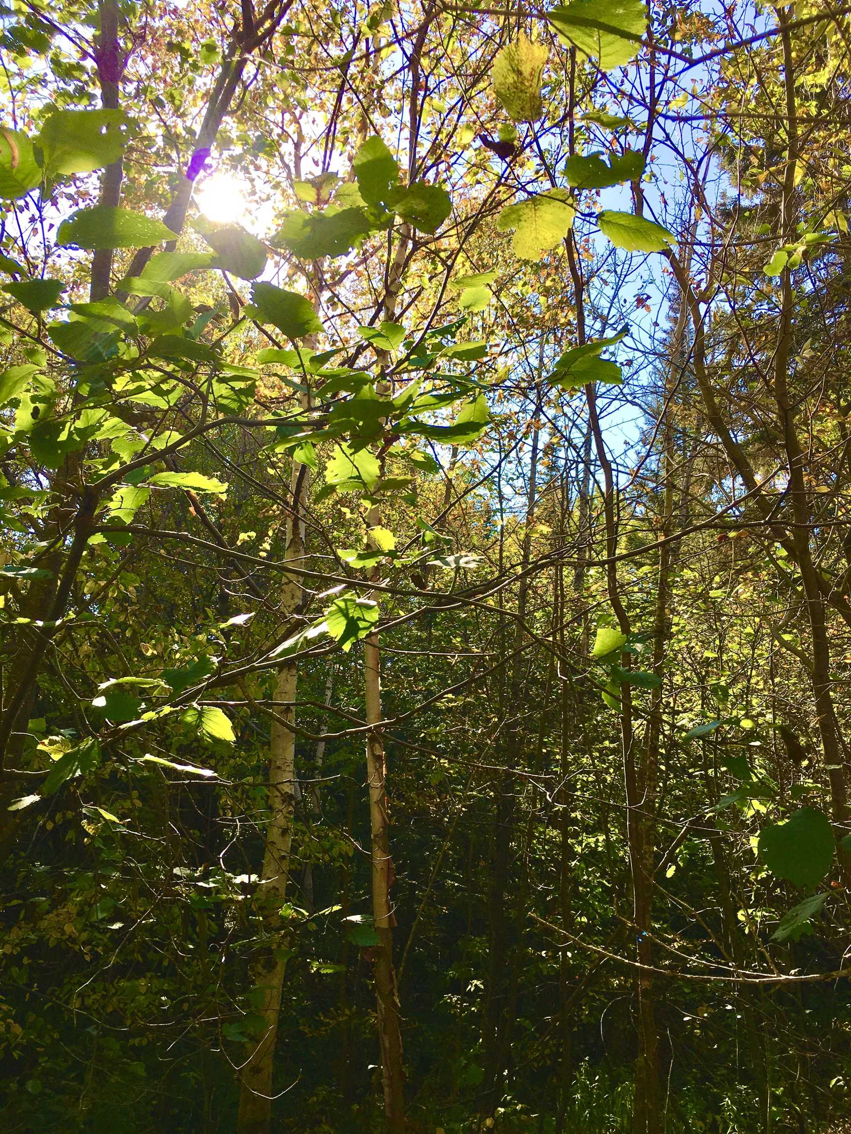 X36 Isak Ridge Lutsen, MN 55612 - Photo 5 of 9 View of landscape