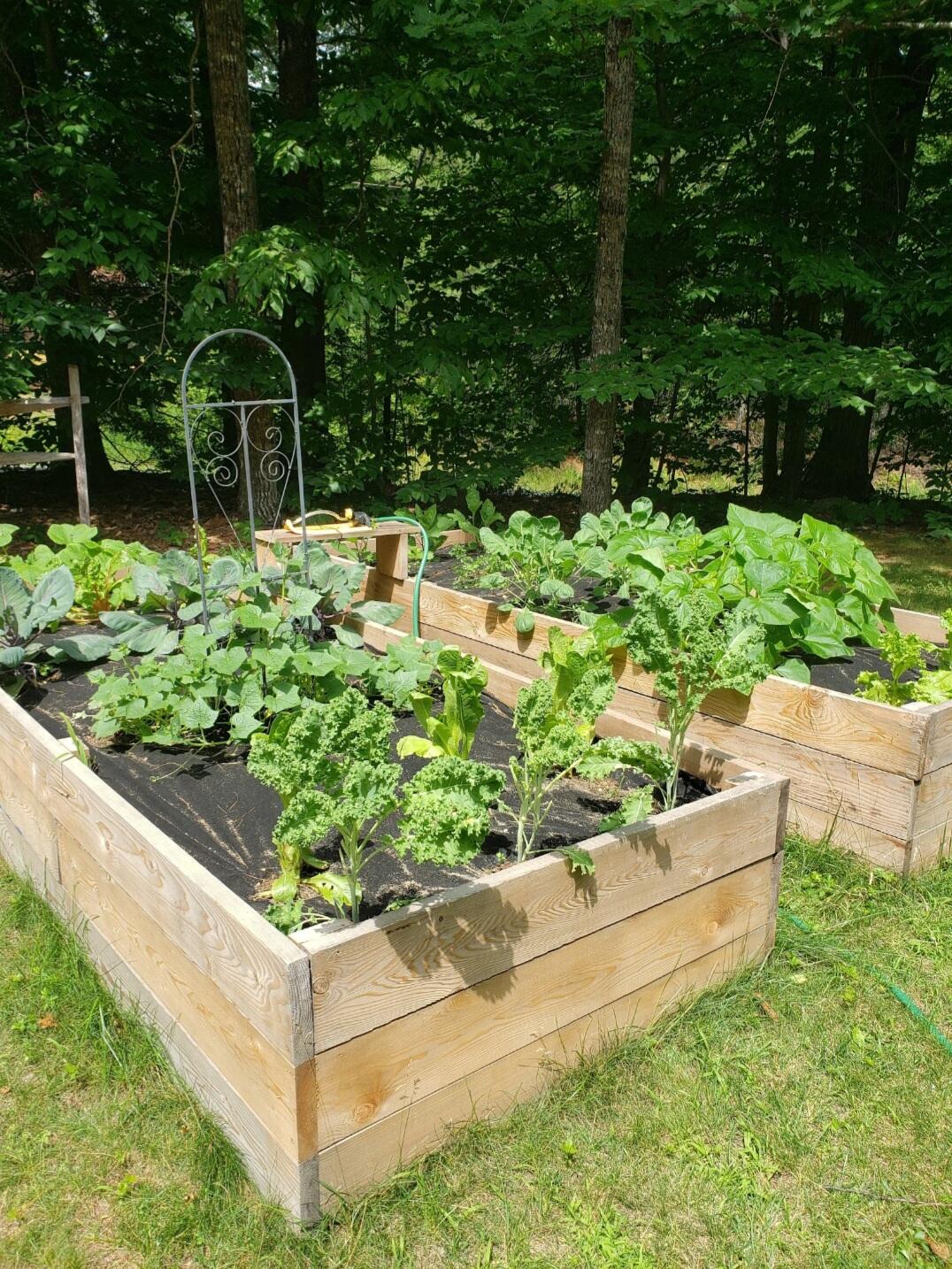 558 Castle Island Road Mount Vernon, ME 04352 - Photo 65 of 97 Raised Beds Grown