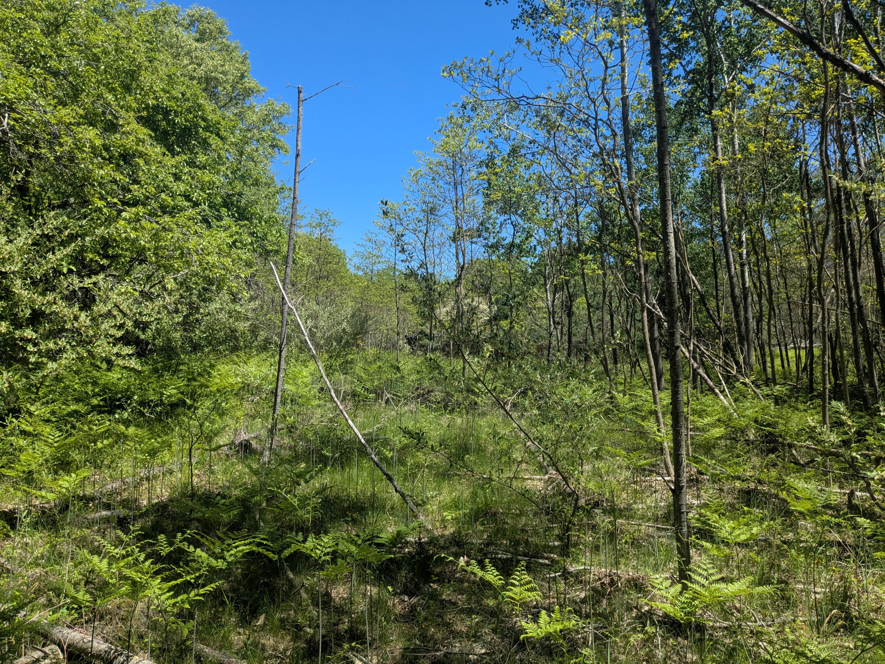 40 Ac V/l Clements Road Kaleva, MI 49645 - Photo 3 of 5 Nice Clear area for building