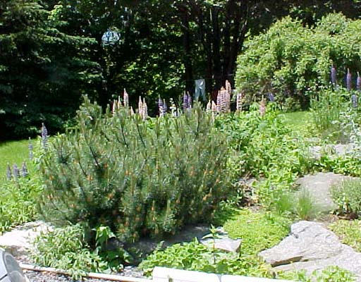 133 Hubbardston Road Princeton, MA 01541 - Photo 4 of 4