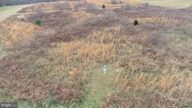 a close up of a plant in a field