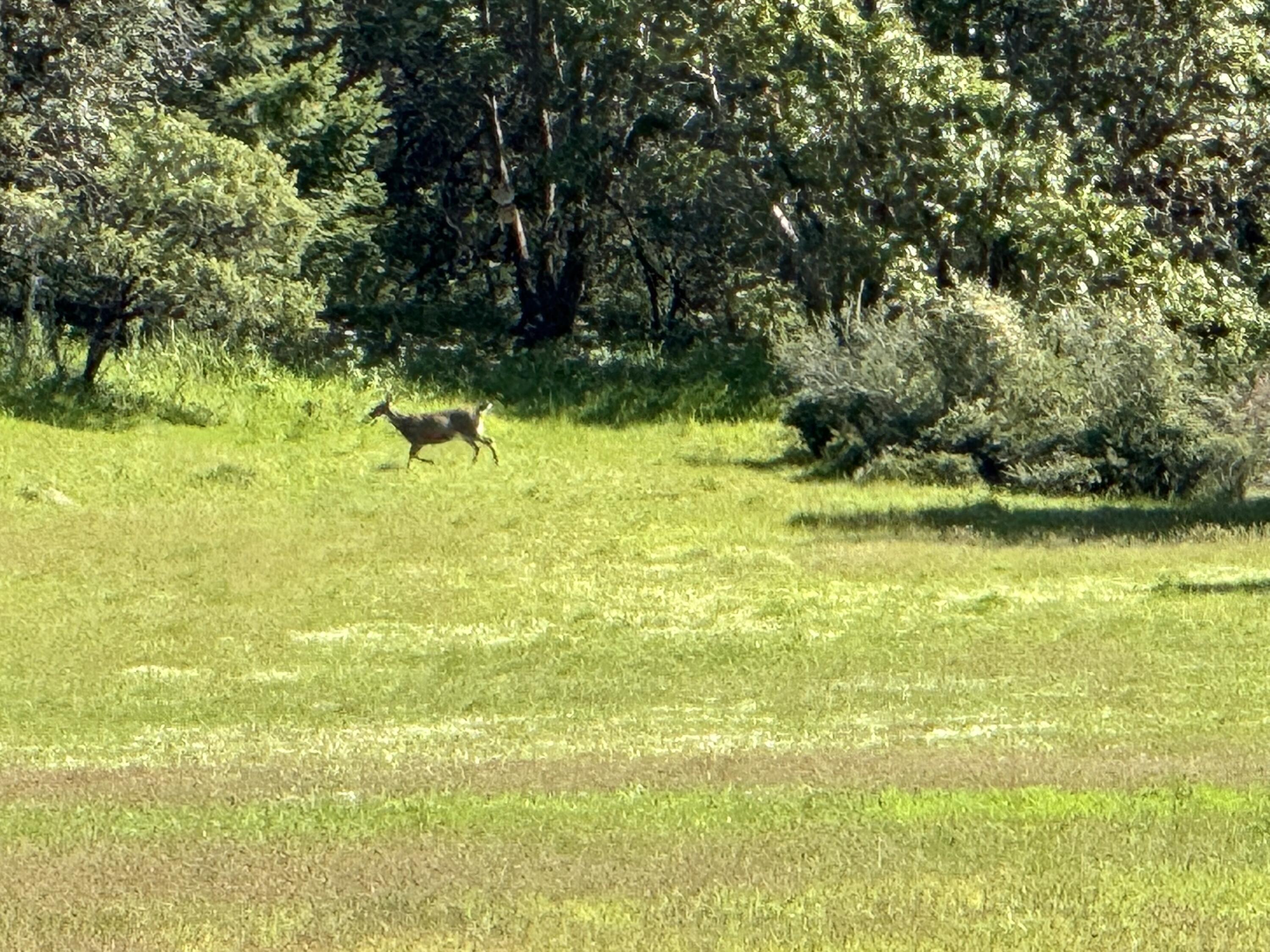 6798 Hugo Road Grants Pass, OR 97526 - Photo 33 of 38 Local wildlife