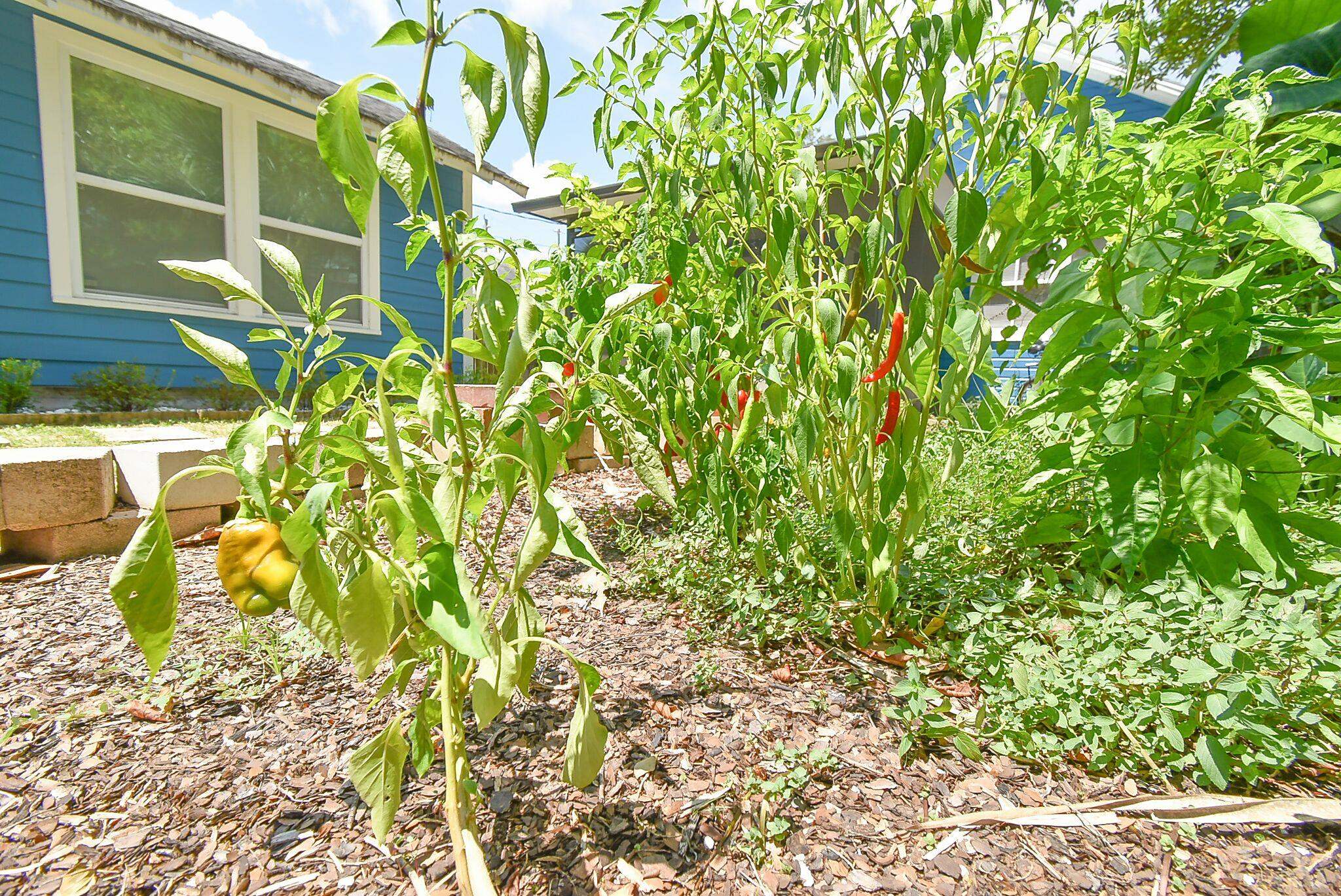 7 Dupont Lane St. Augustine, FL 32084 - Photo 28 of 39 a view of flowers