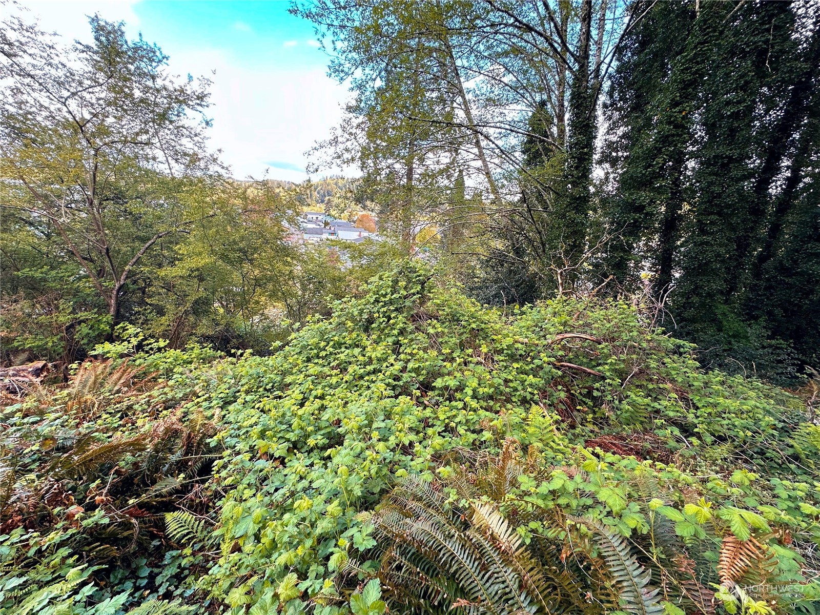 816 Terrace Avenue Aberdeen, WA 98520 - Photo 5 of 12 a view of a lush green forest