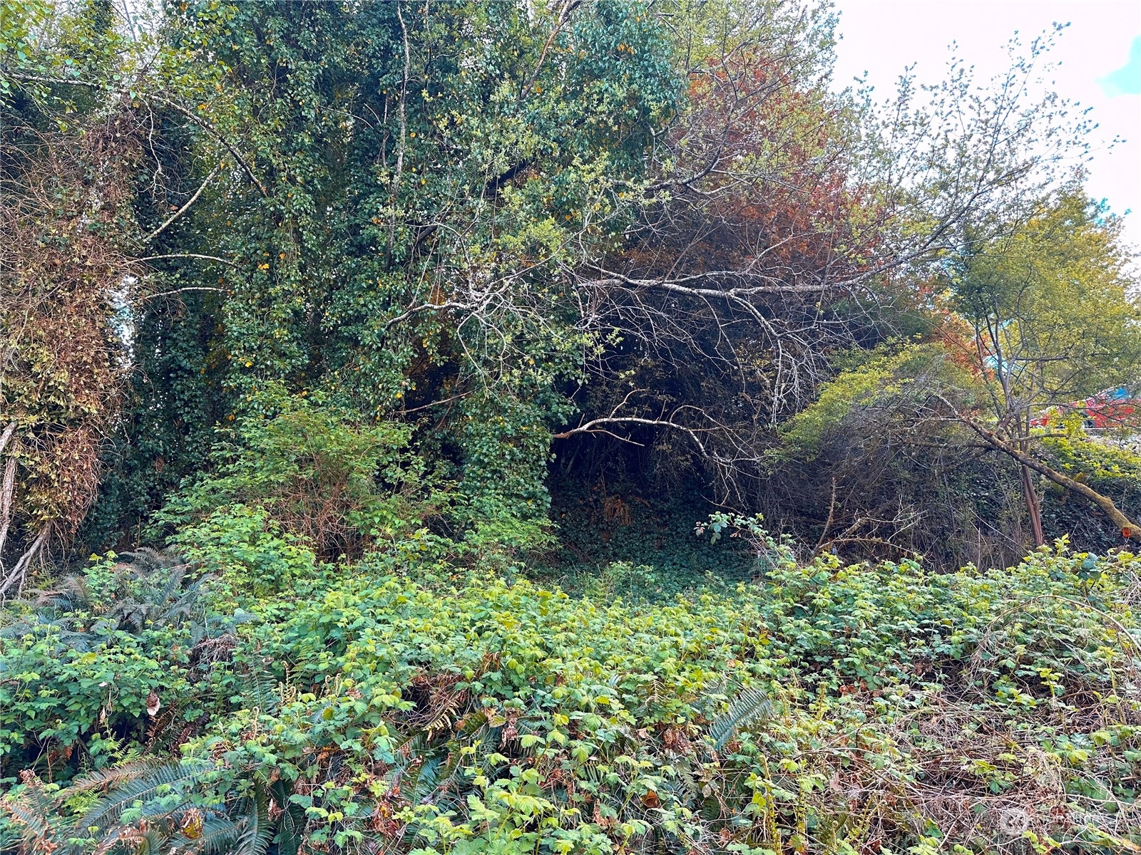 816 Terrace Avenue Aberdeen, WA 98520 - Photo 7 of 12 a big yard with lots of green space and plants