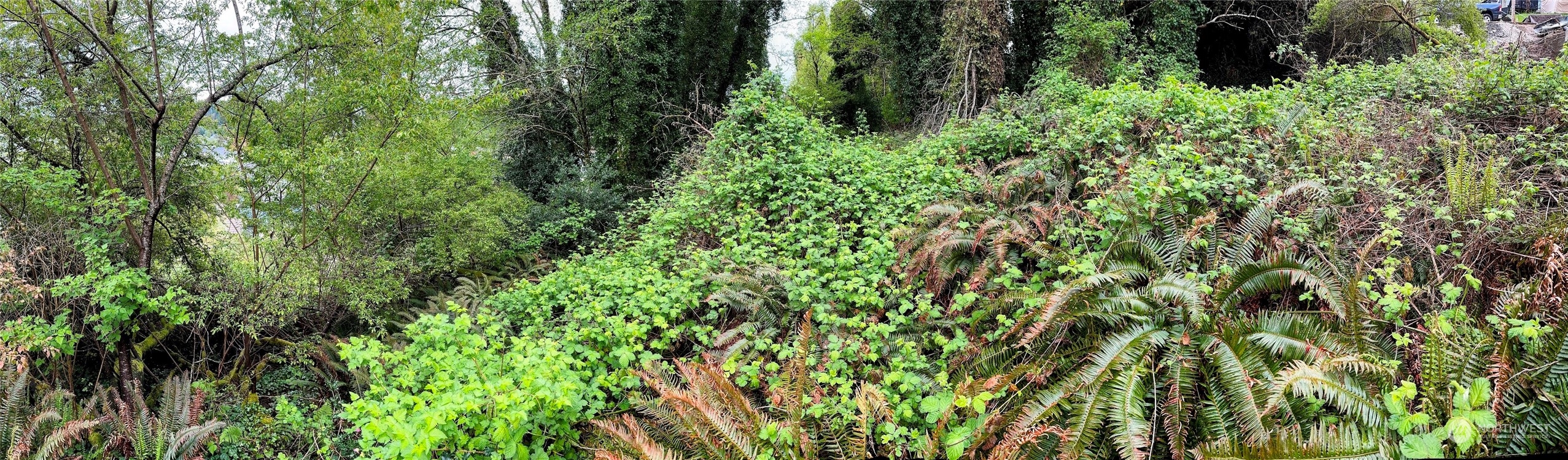 816 Terrace Avenue Aberdeen, WA 98520 - Photo 8 of 12 a view of a lush green forest