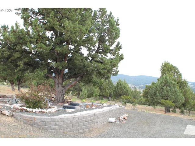 a view of a yard with a tree