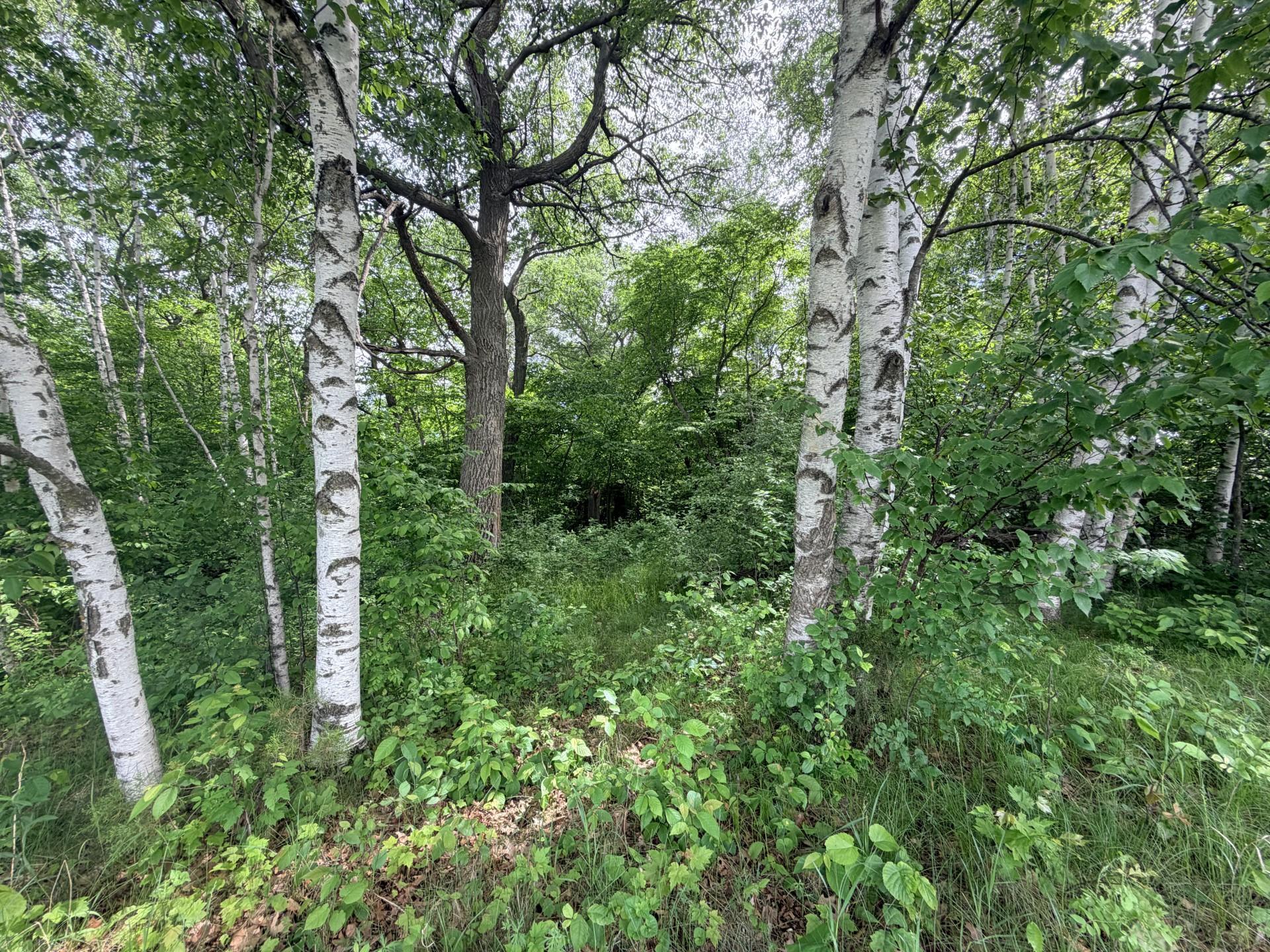 21781 Trestle Ridge Road Albany, MN 56307 - Photo 4 of 13