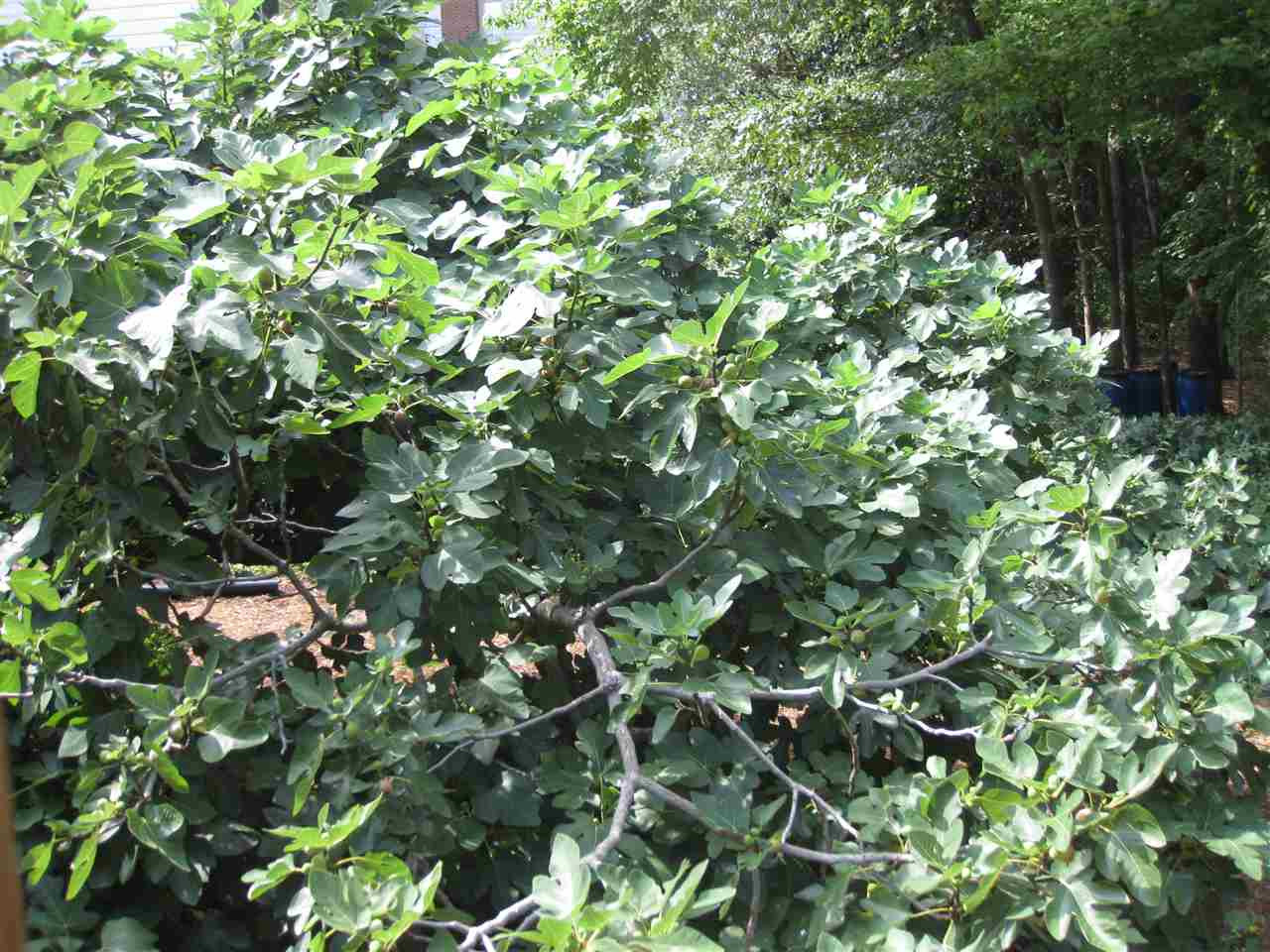 7904 Sutterton Court Raleigh, NC 27615 - Photo 21 of 22 fig tree