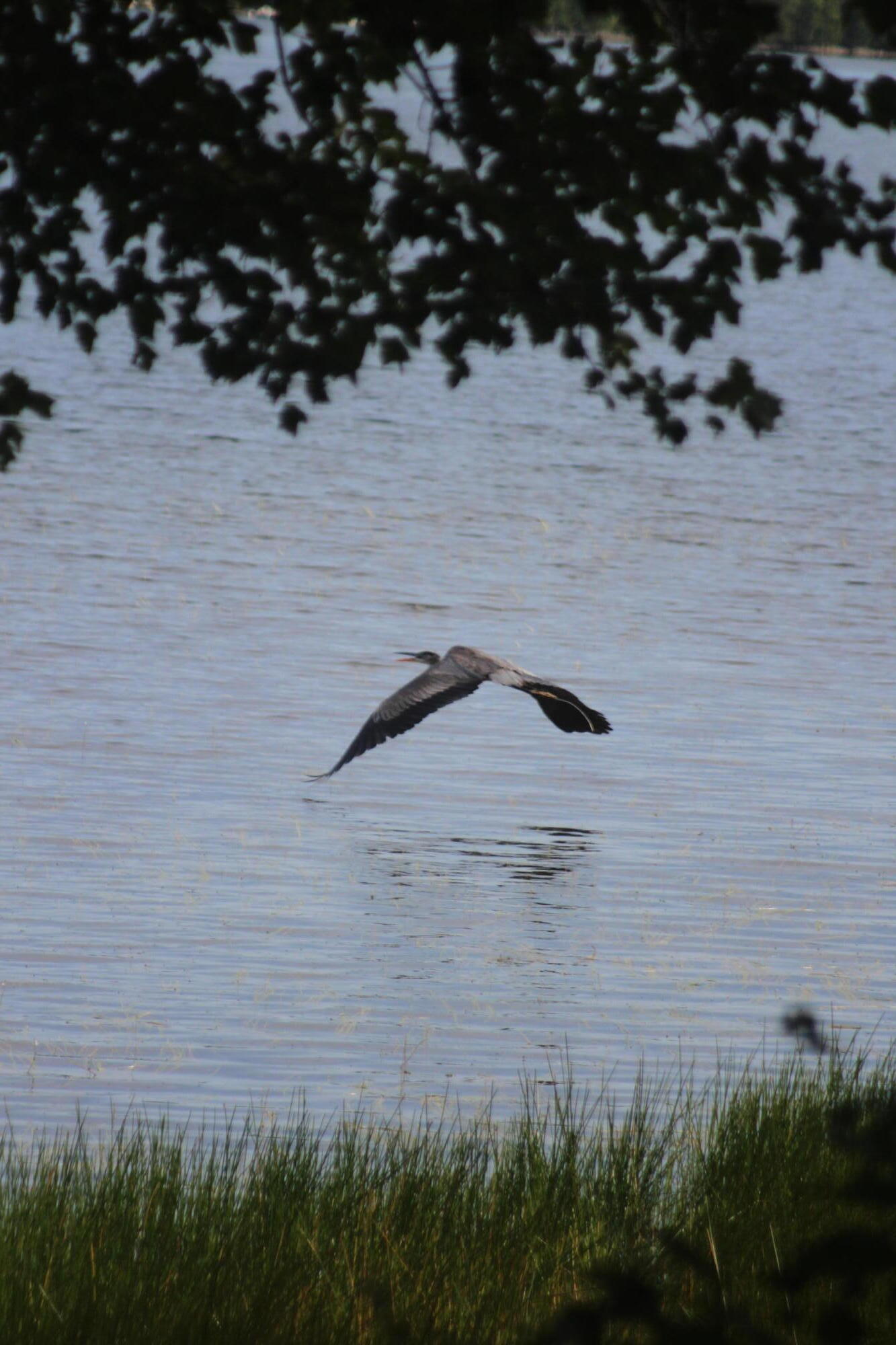 347 Stickney Hill Road Liberty, ME 04949 - Photo 28 of 29 ___ Heron in Flight