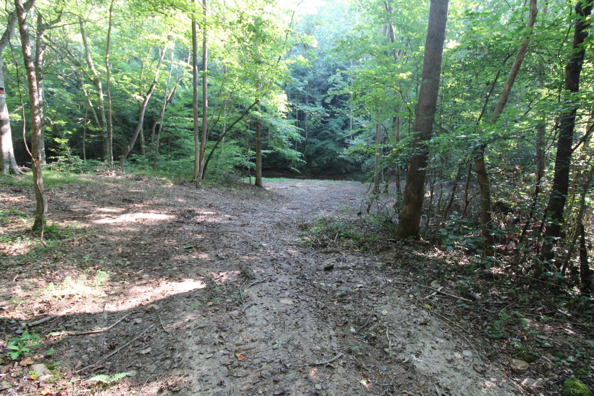 1 Bandy Road Ashland City, TN 37015 - Photo 17 of 84 a view of a forest with trees in the background