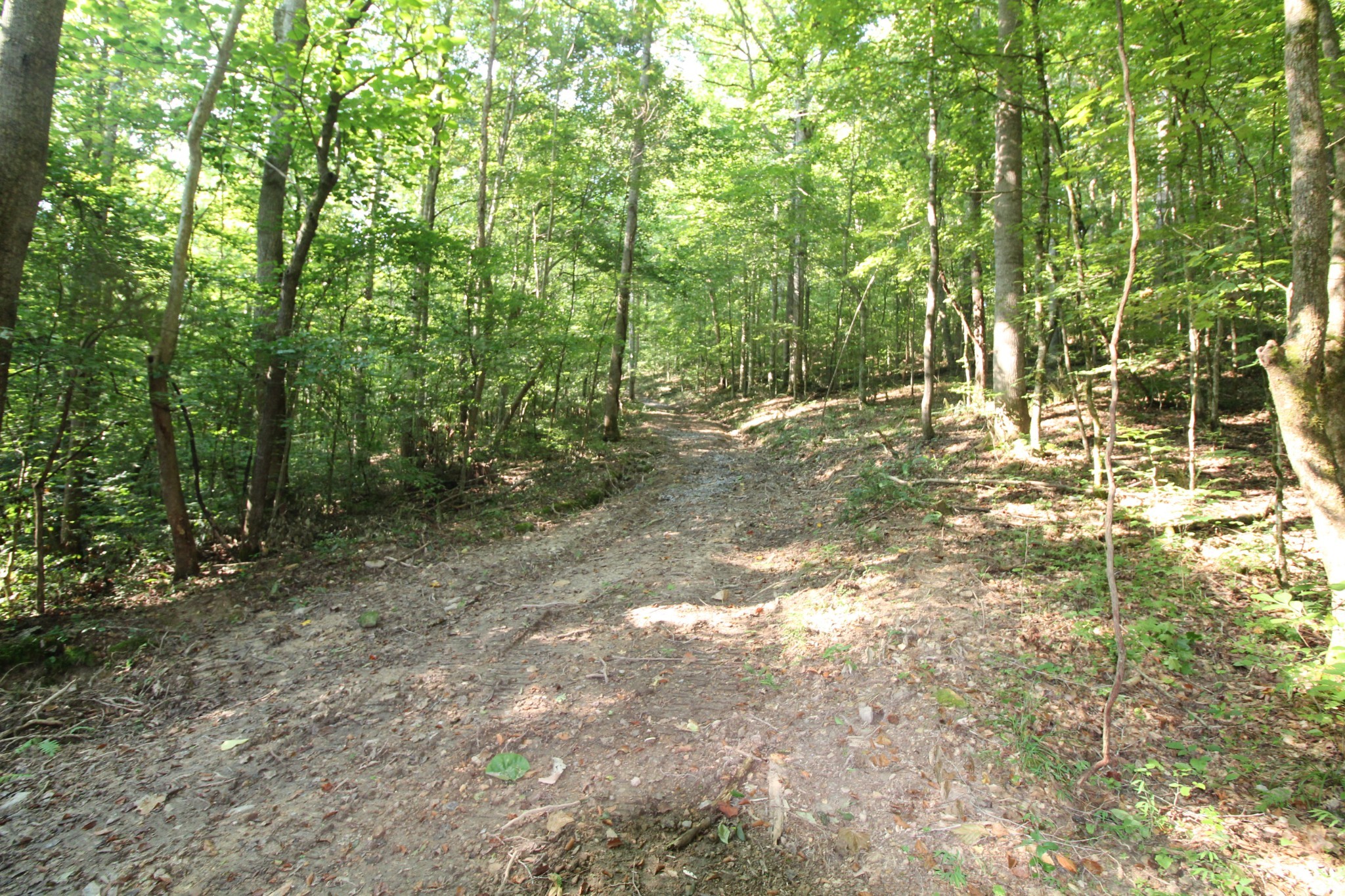 1 Bandy Road Ashland City, TN 37015 - Photo 18 of 84 a view of a yard with plants and trees