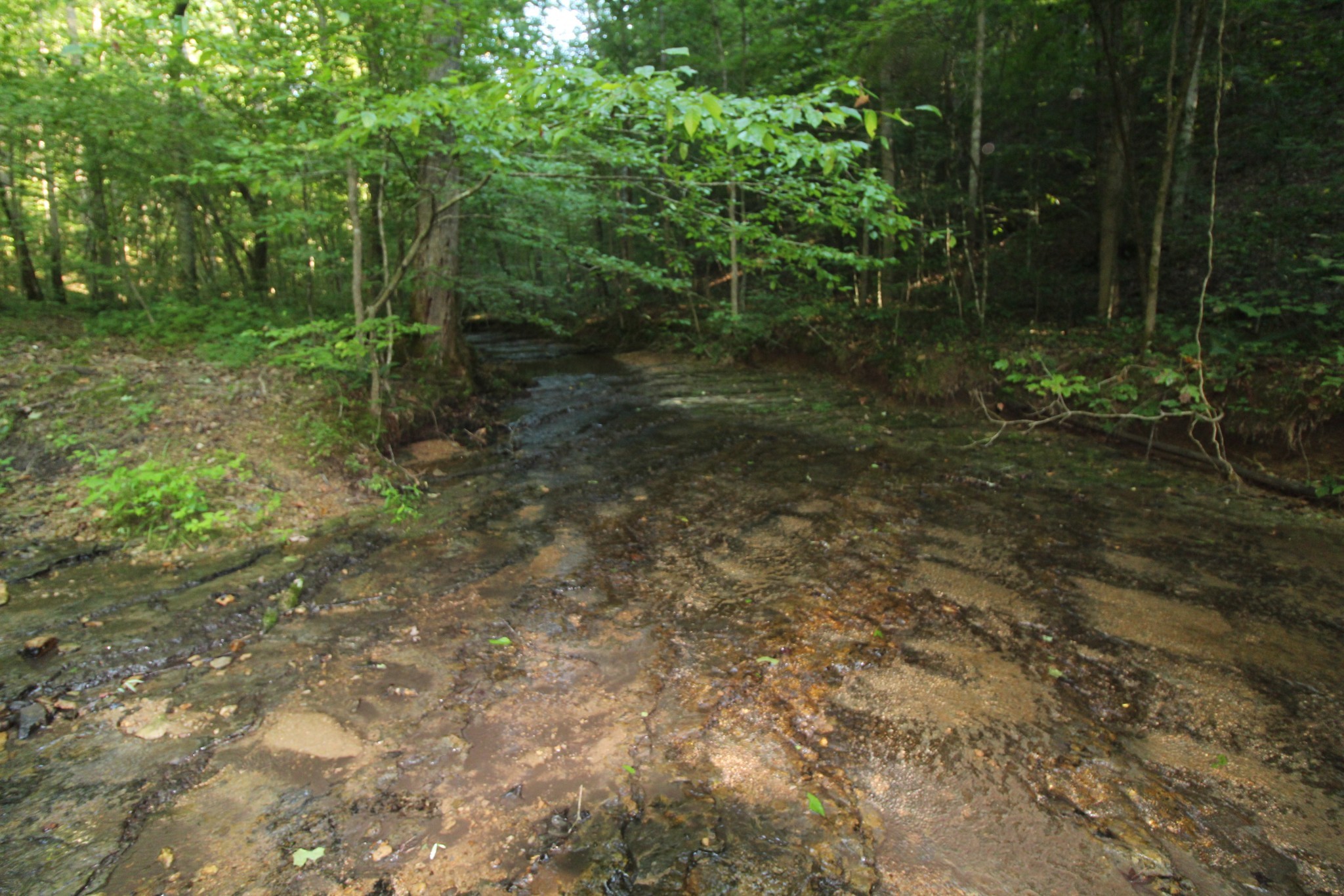 1 Bandy Road Ashland City, TN 37015 - Photo 20 of 84 a view of a forest with trees in the background