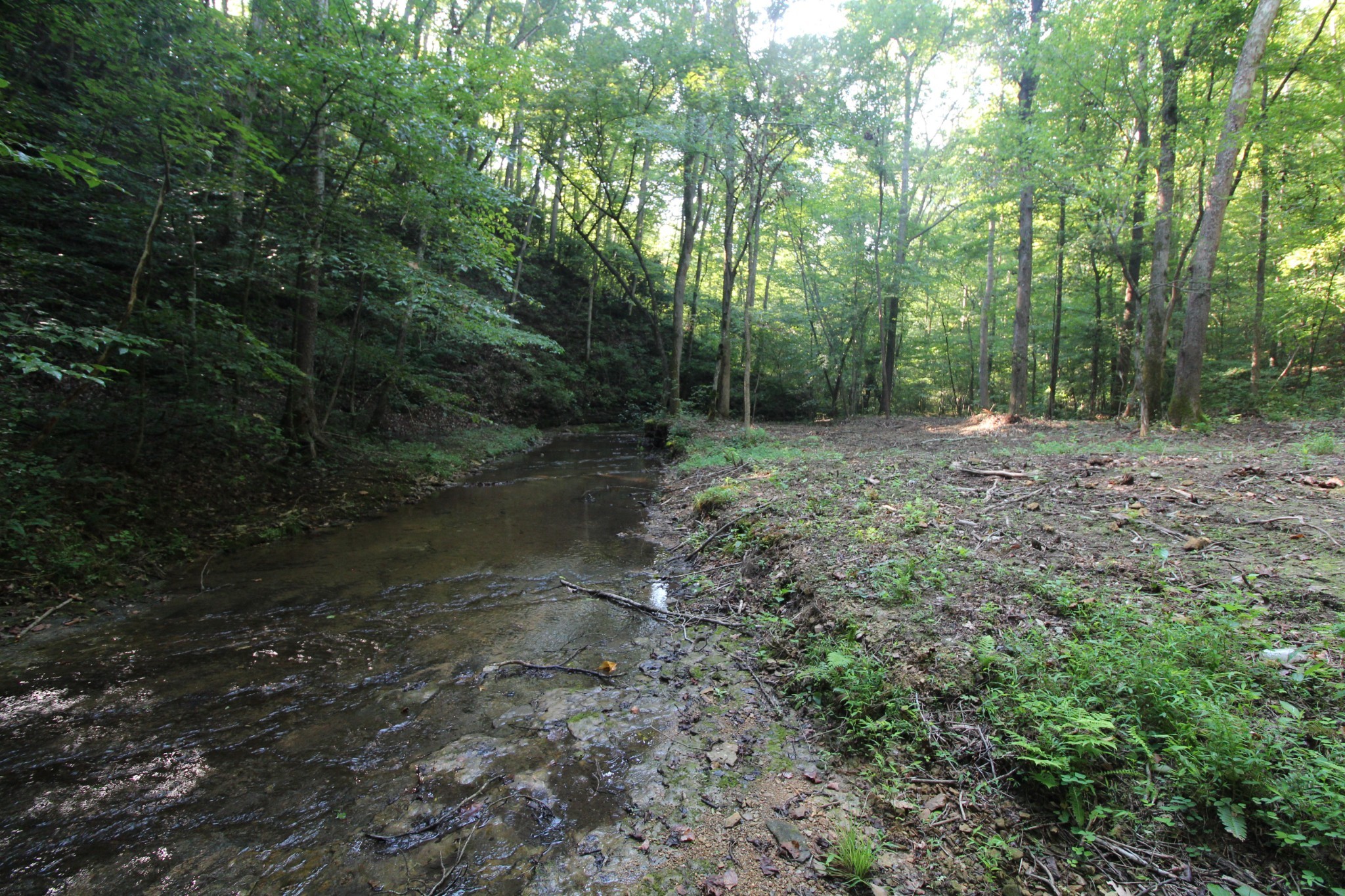 1 Bandy Road Ashland City, TN 37015 - Photo 21 of 84 a view of a forest with trees in the background