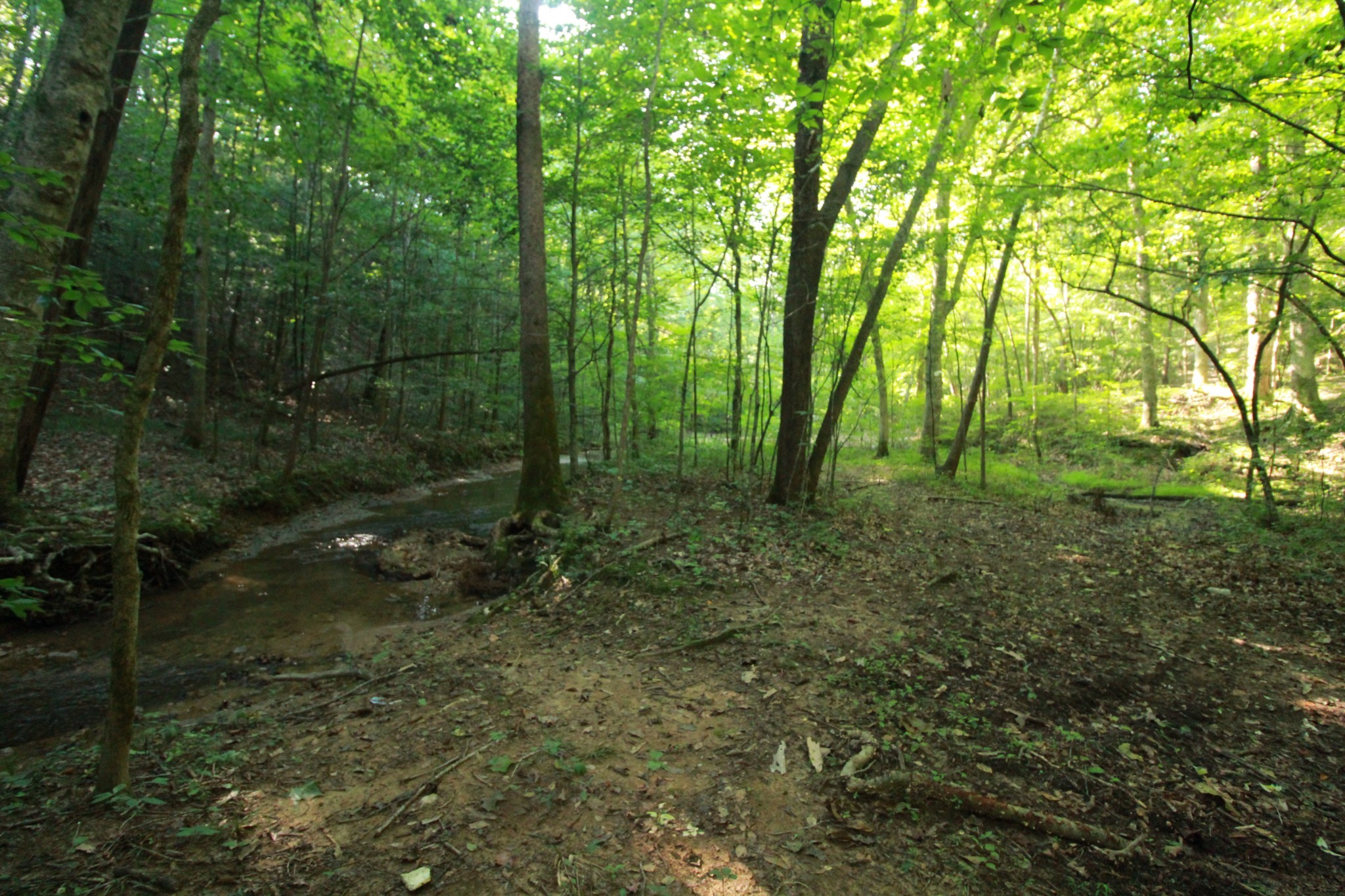 1 Bandy Road Ashland City, TN 37015 - Photo 22 of 84 a view of a forest with trees in the background
