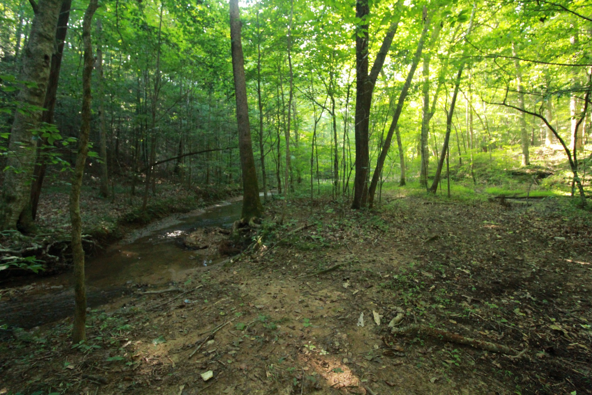 1 Bandy Road Ashland City, TN 37015 - Photo 23 of 84 a view of a forest with trees in the background