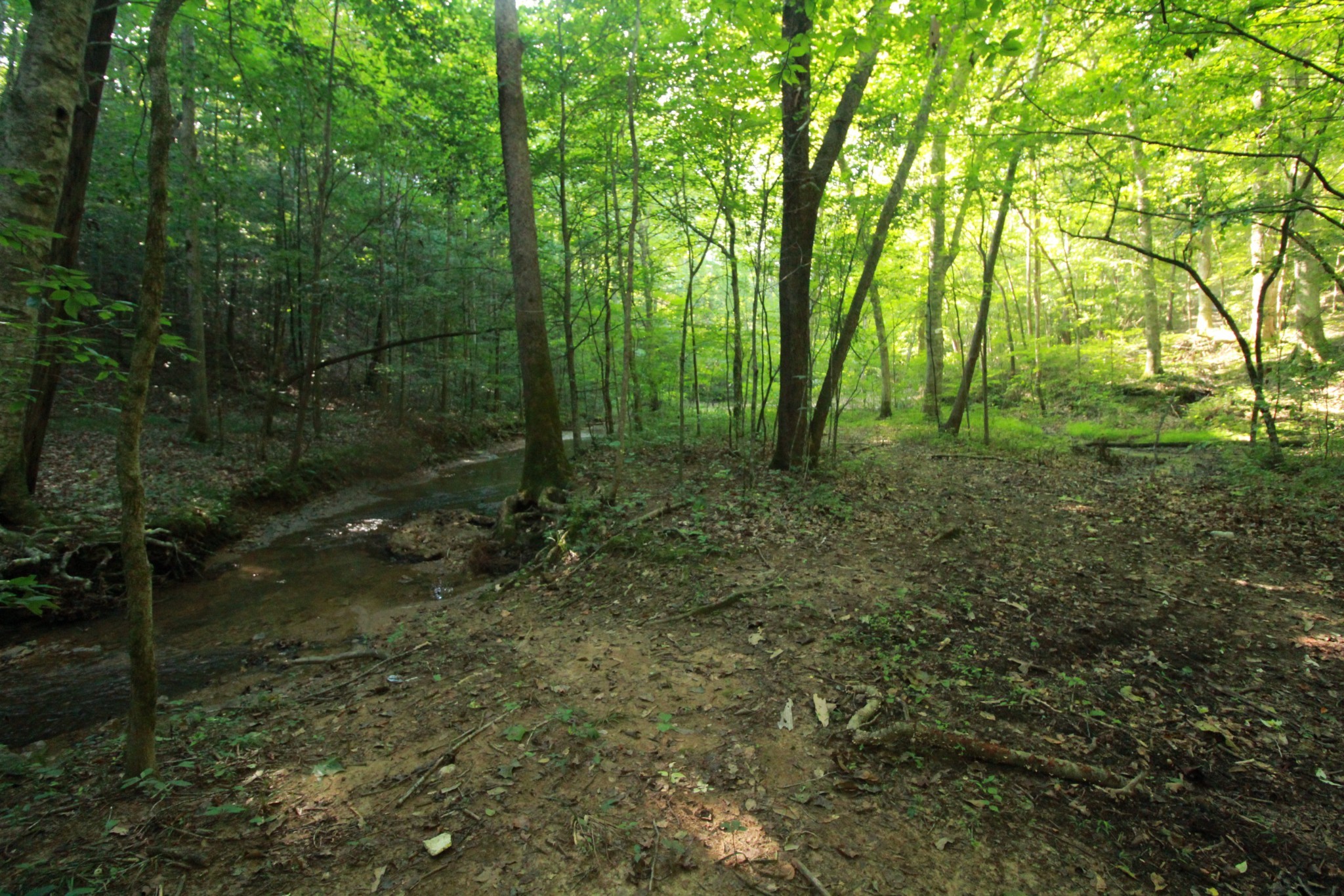 1 Bandy Road Ashland City, TN 37015 - Photo 24 of 84 a view of a forest