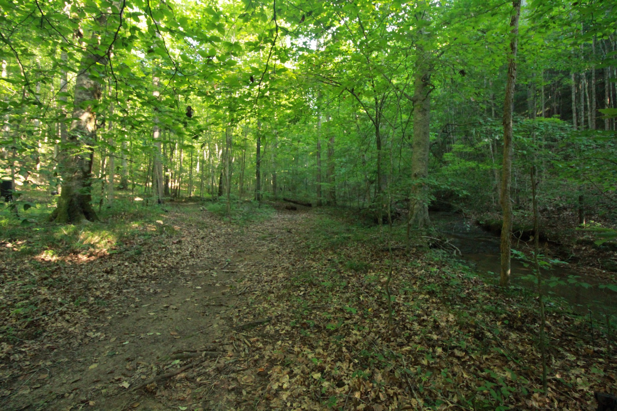 1 Bandy Road Ashland City, TN 37015 - Photo 25 of 84 a view of a forest with trees in the background