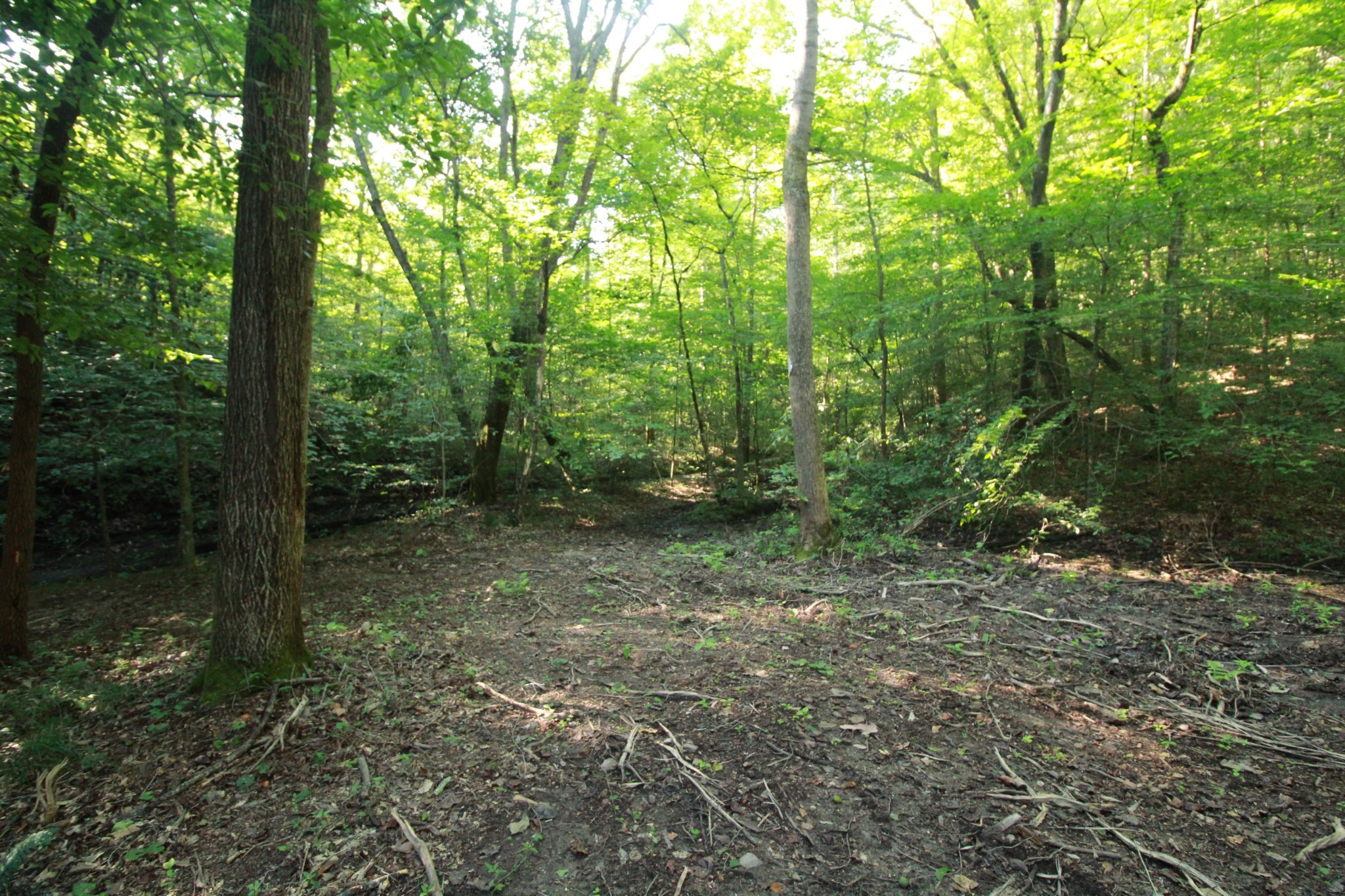 1 Bandy Road Ashland City, TN 37015 - Photo 26 of 84 a view of outdoor space and green space