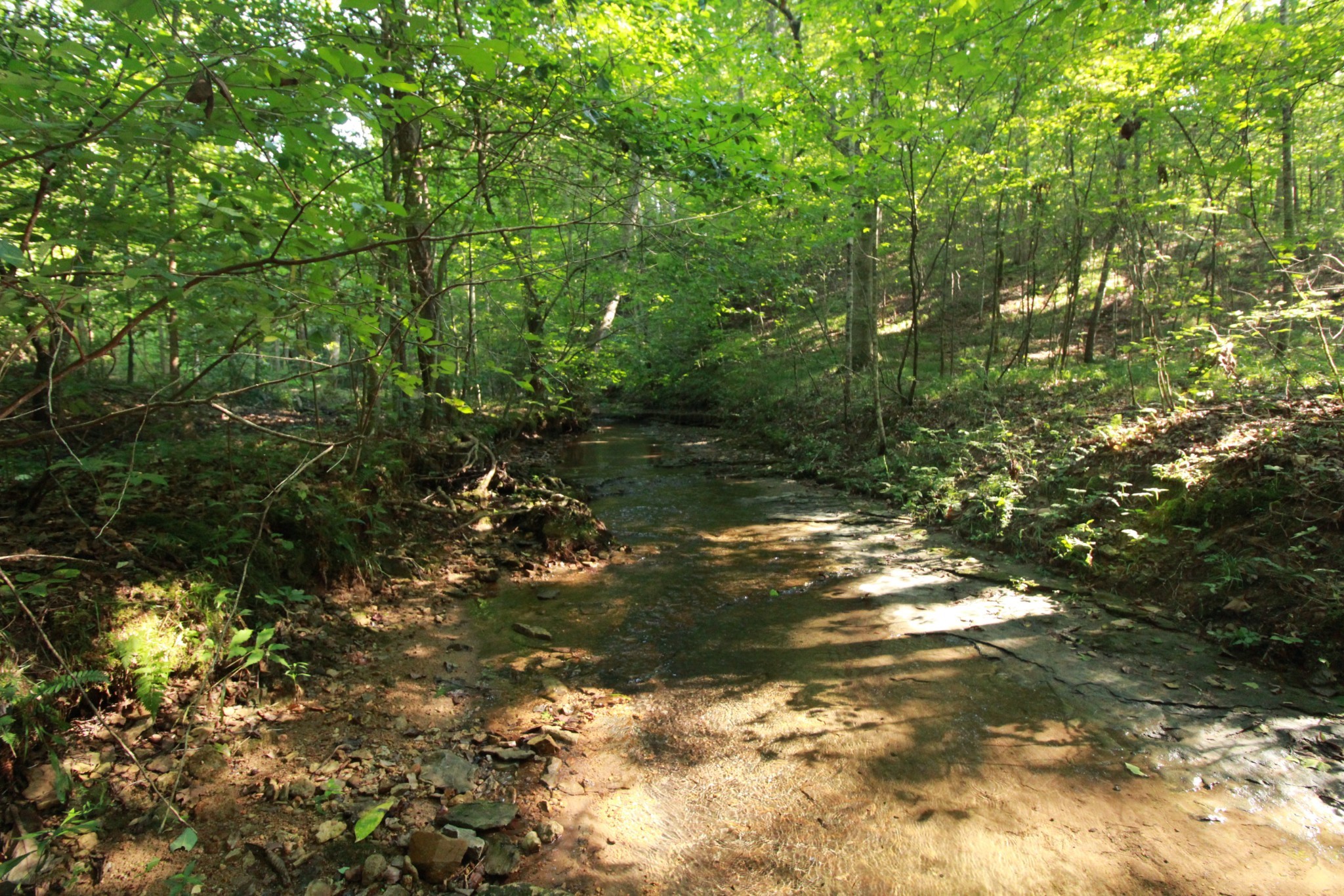 1 Bandy Road Ashland City, TN 37015 - Photo 28 of 84 a view of a tree