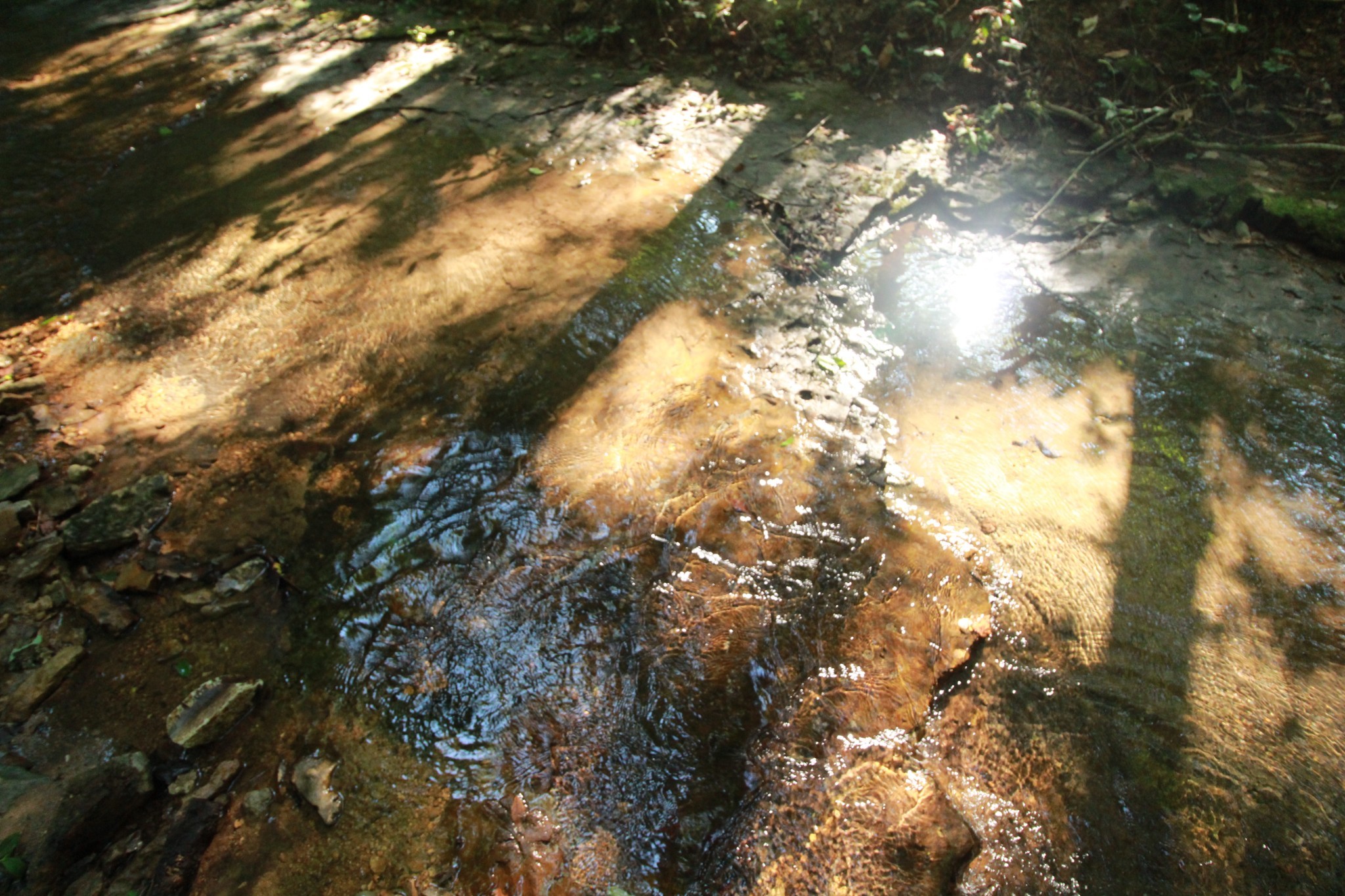 1 Bandy Road Ashland City, TN 37015 - Photo 29 of 84 a view of tree