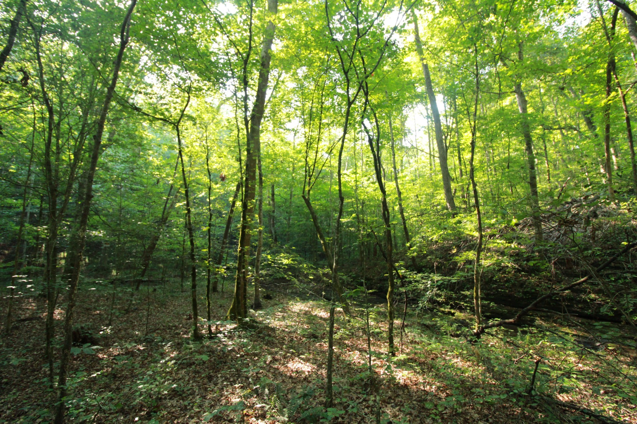 1 Bandy Road Ashland City, TN 37015 - Photo 32 of 84 a view of forest