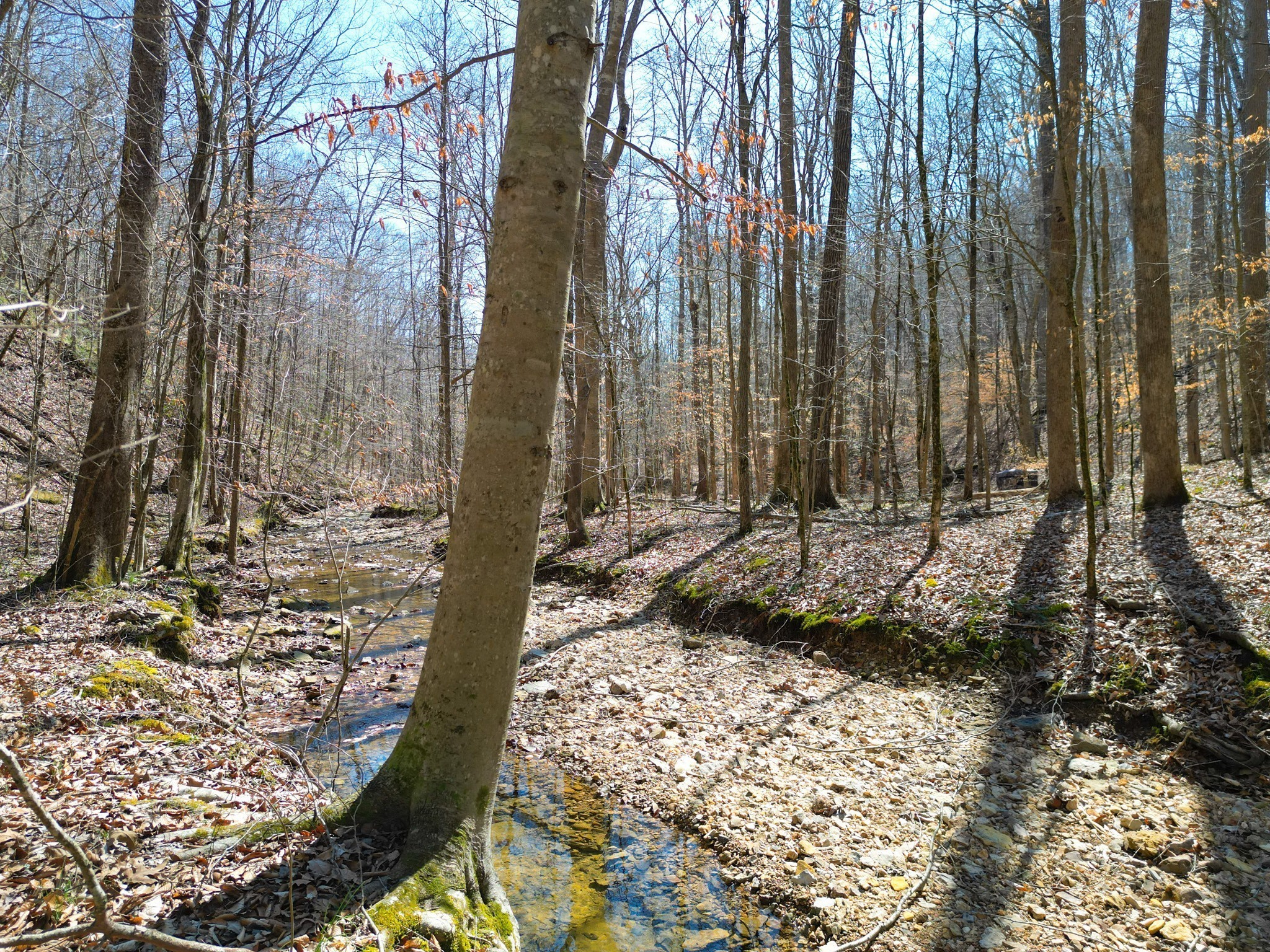 1 Bandy Road Ashland City, TN 37015 - Photo 34 of 84 a view of a yard with trees