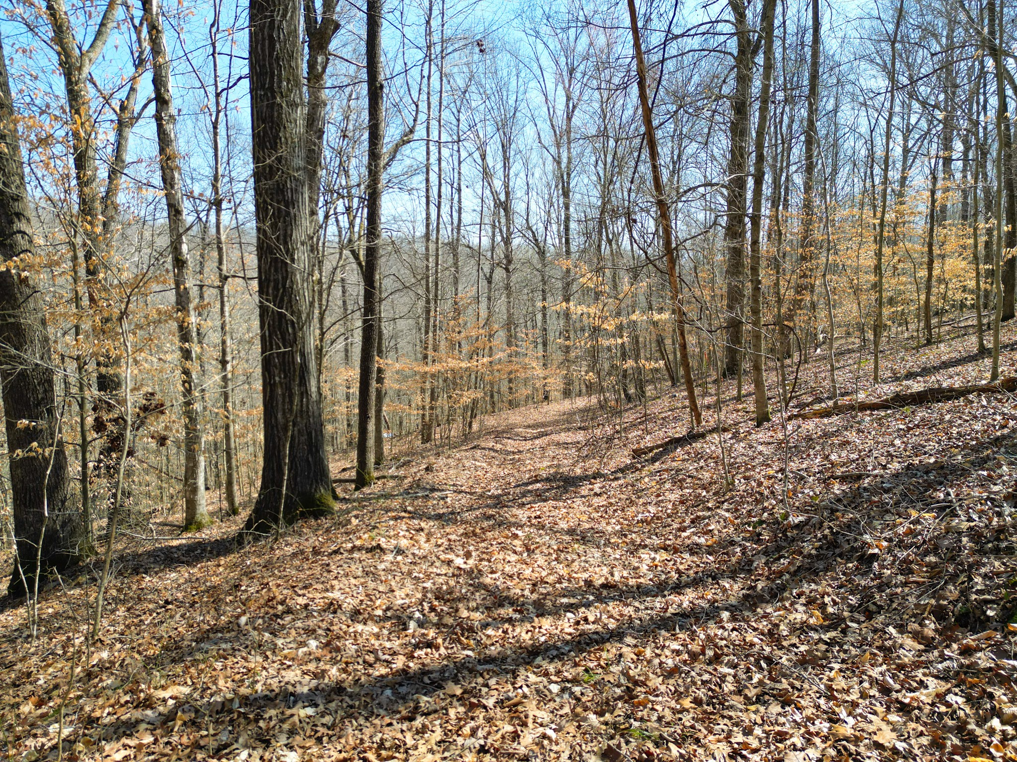 1 Bandy Road Ashland City, TN 37015 - Photo 78 of 84 a backyard of a house with lots of green space