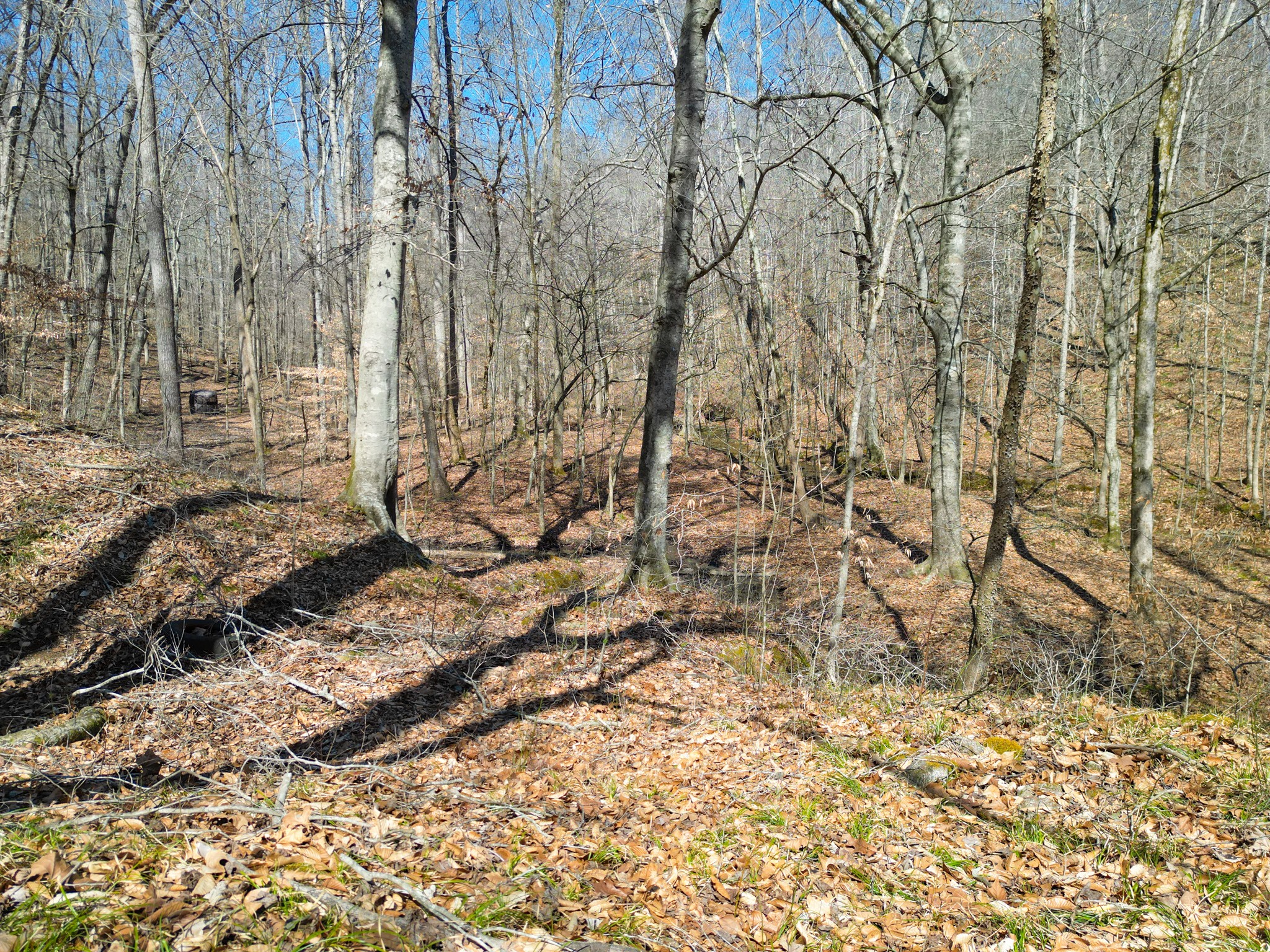 1 Bandy Road Ashland City, TN 37015 - Photo 80 of 84 a view of a yard with trees