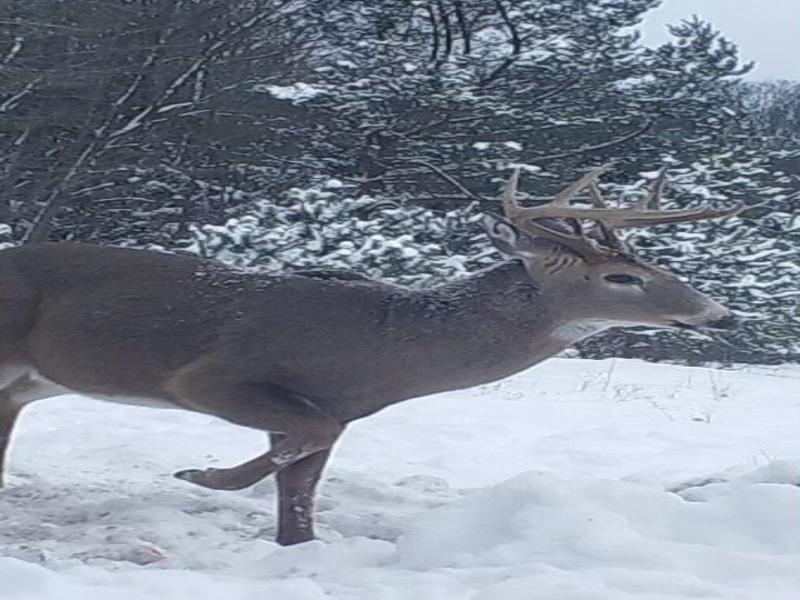 8613 Anderson Road Kaleva, MI 49645 - Photo 72 of 73 IMG_2502-800x600 deer jz