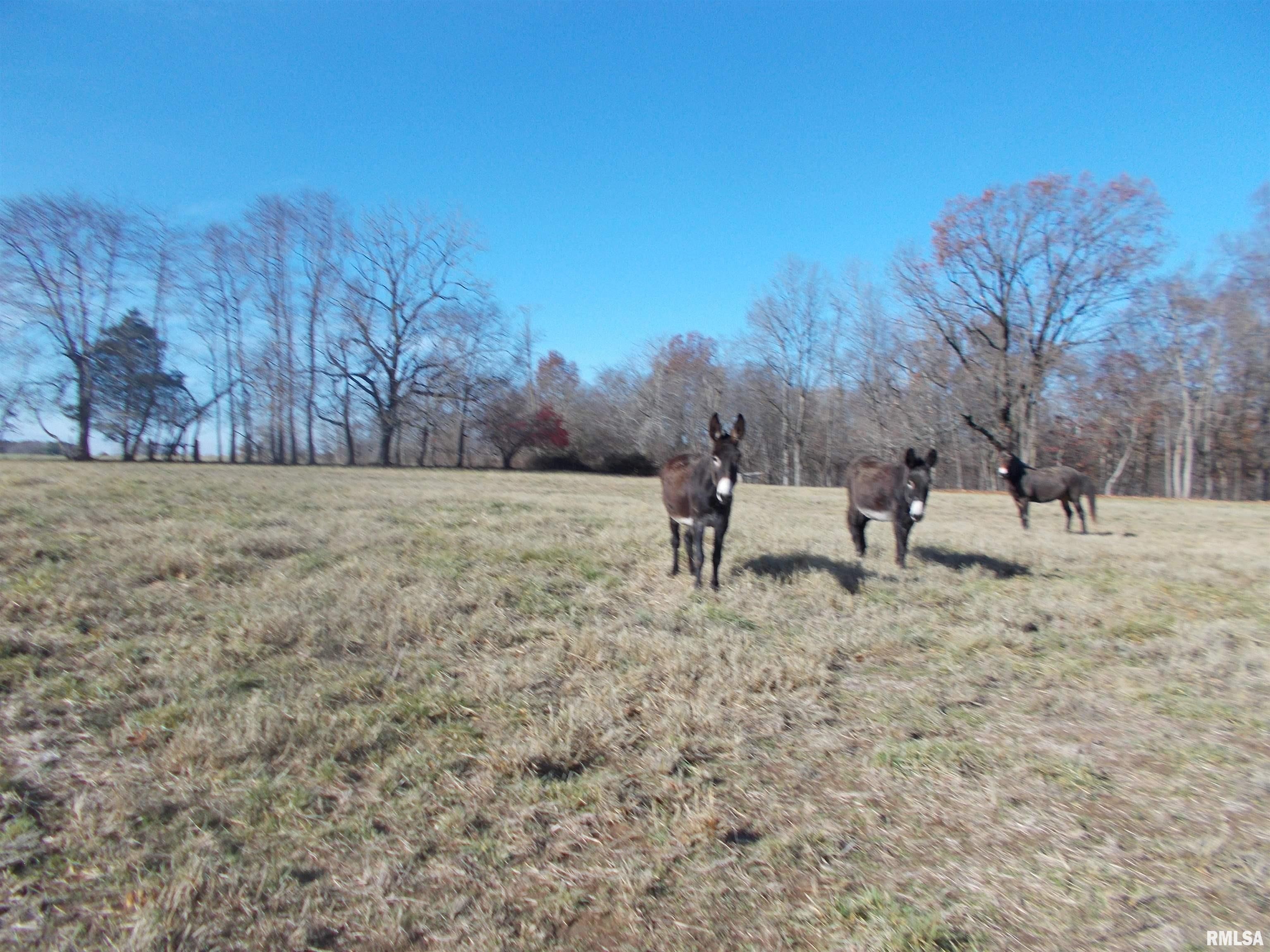 407 Casey Road Murphysboro, IL 62966 - Photo 57 of 73