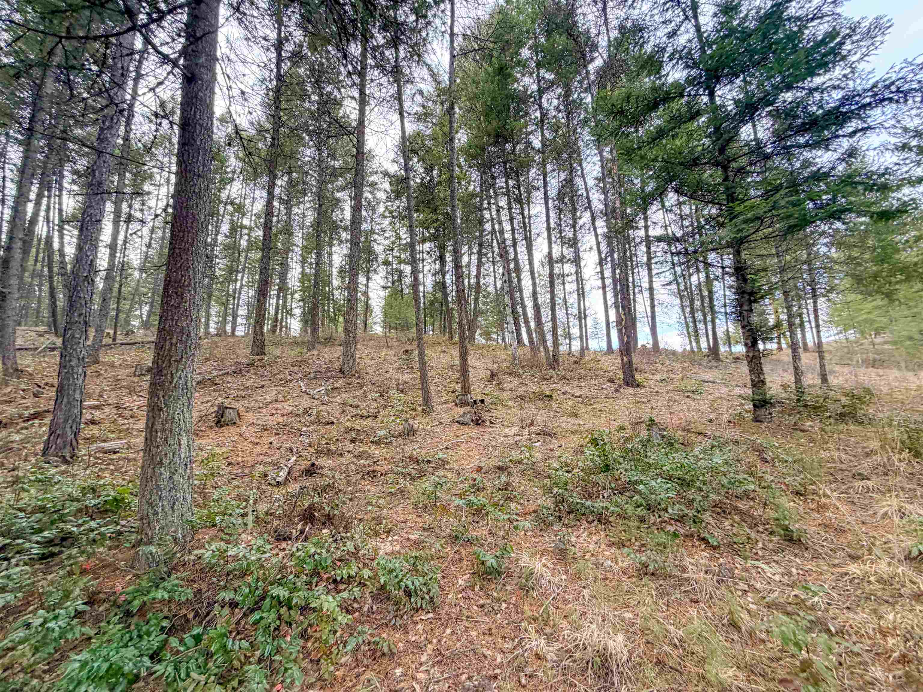 1210 Spring Way Evans, WA 99126 - Photo 44 of 47