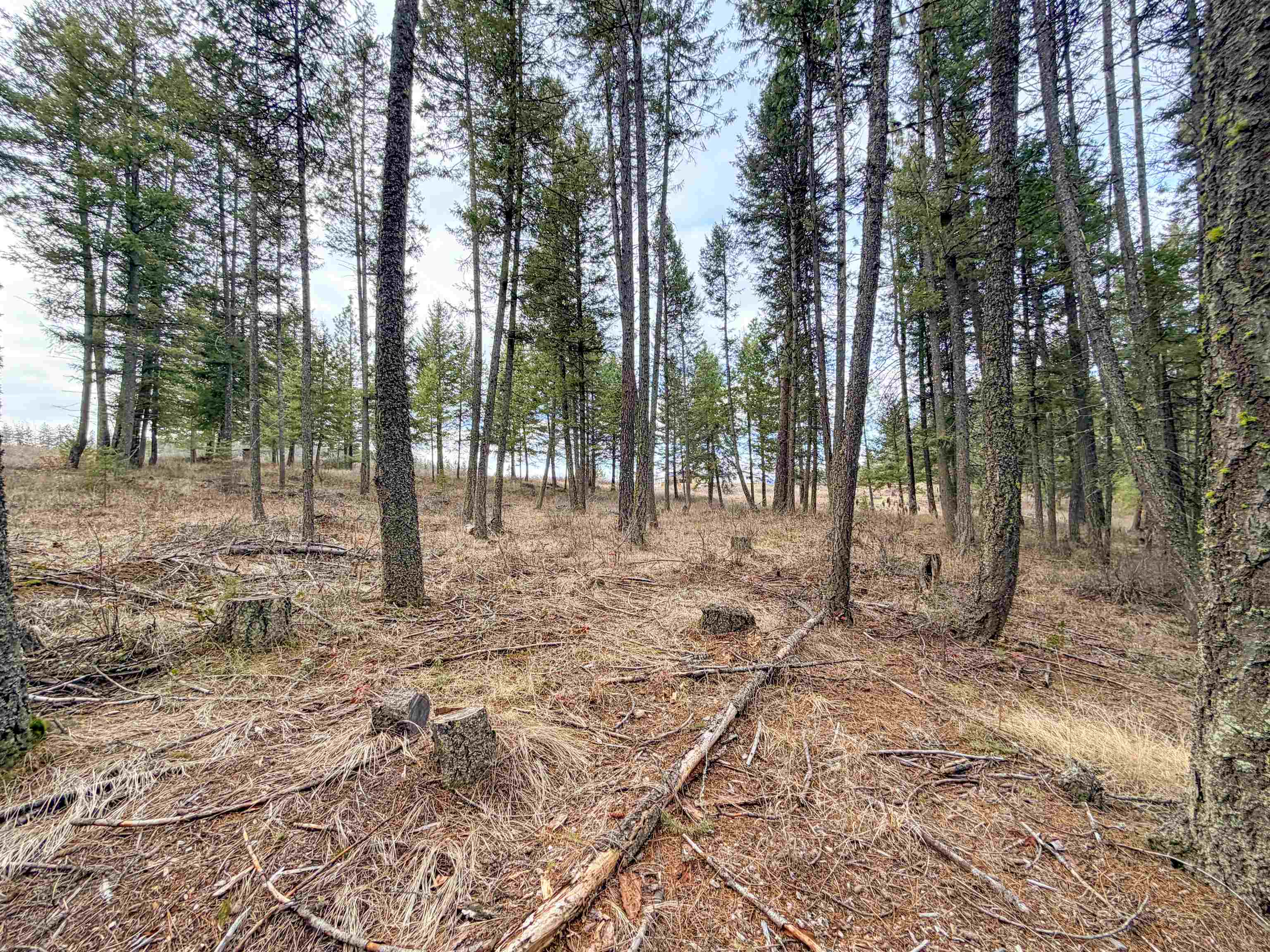 1210 Spring Way Evans, WA 99126 - Photo 45 of 47