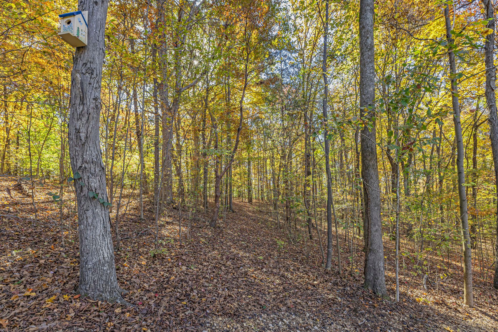 5833 Dewey Carr Road Bethpage, TN 37022 - Photo 49 of 60 a view of a forest