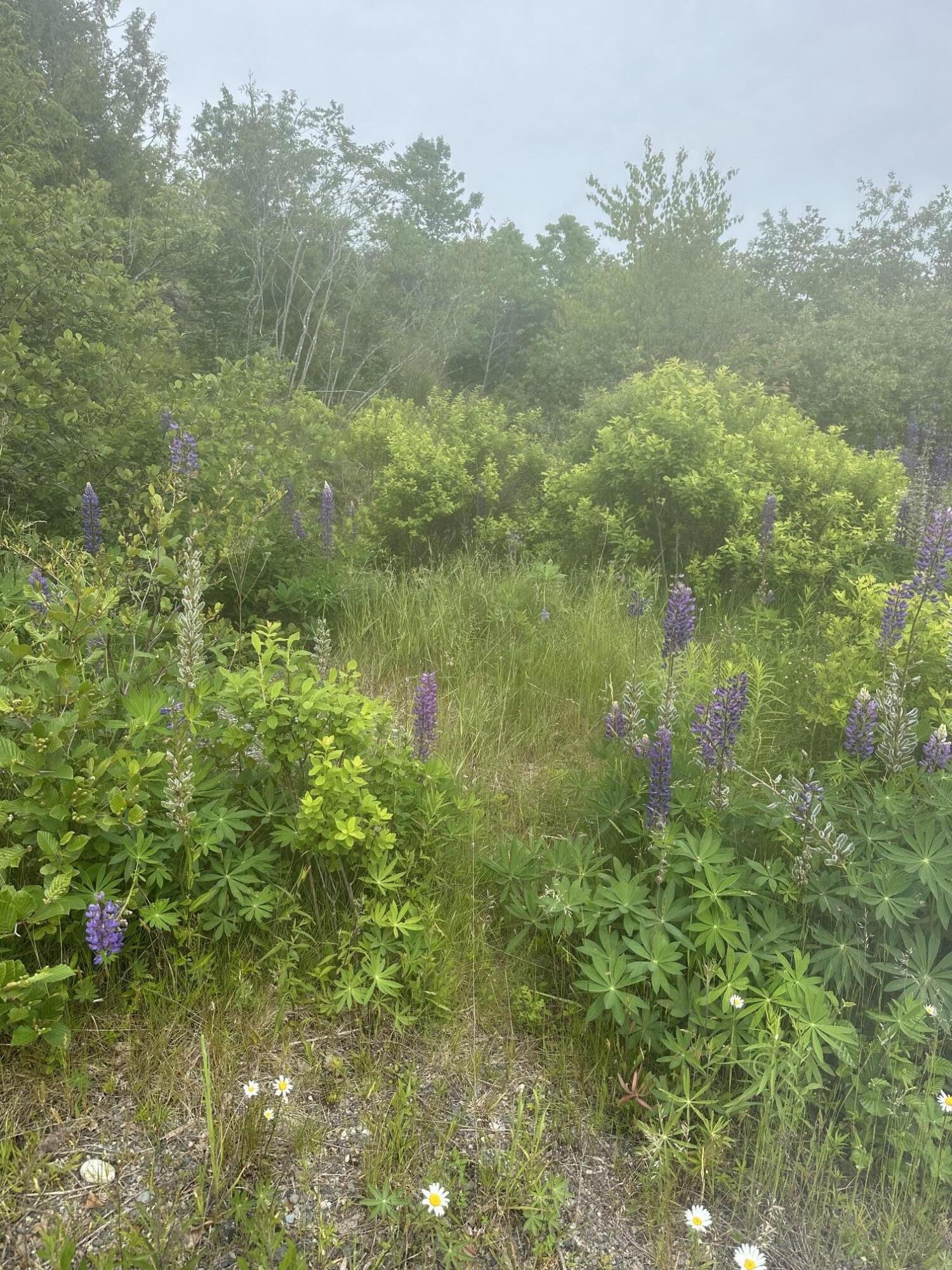 16 Smalls Point Road Machiasport, ME 04655 - Photo 1 of 7 Smalls Point lupine