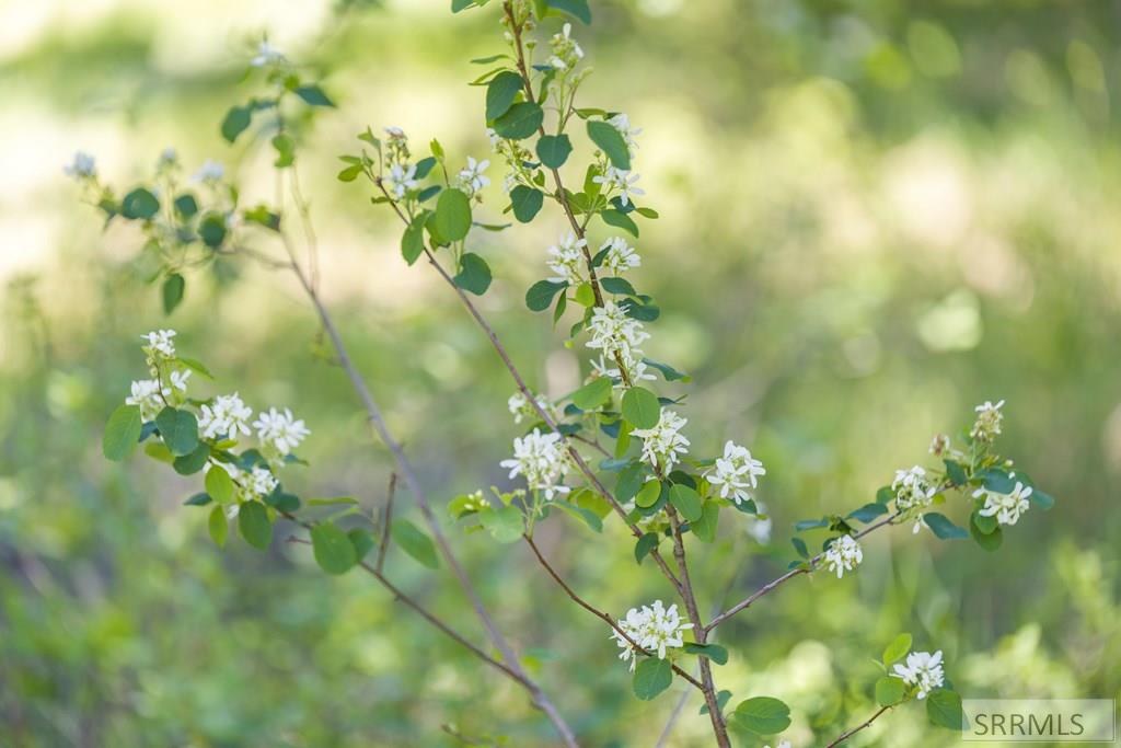 4585 East 1400 Road North Ashton, ID 83420 - Photo 4 of 20
