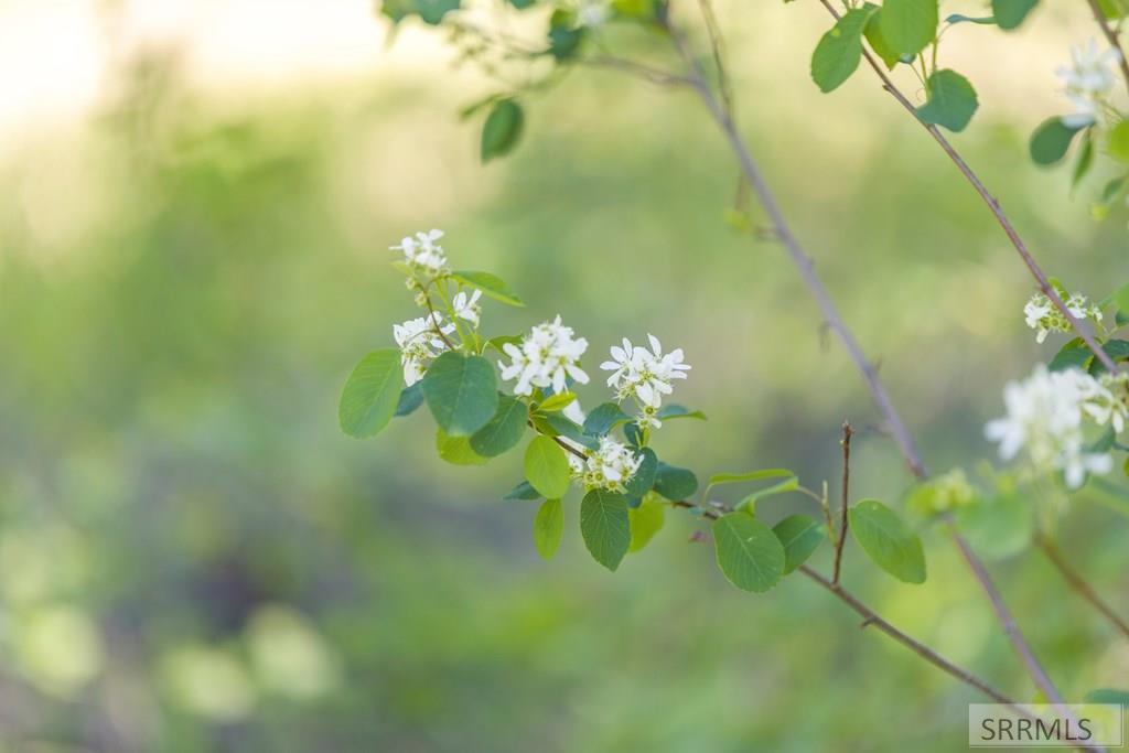 4585 East 1400 Road North Ashton, ID 83420 - Photo 5 of 20